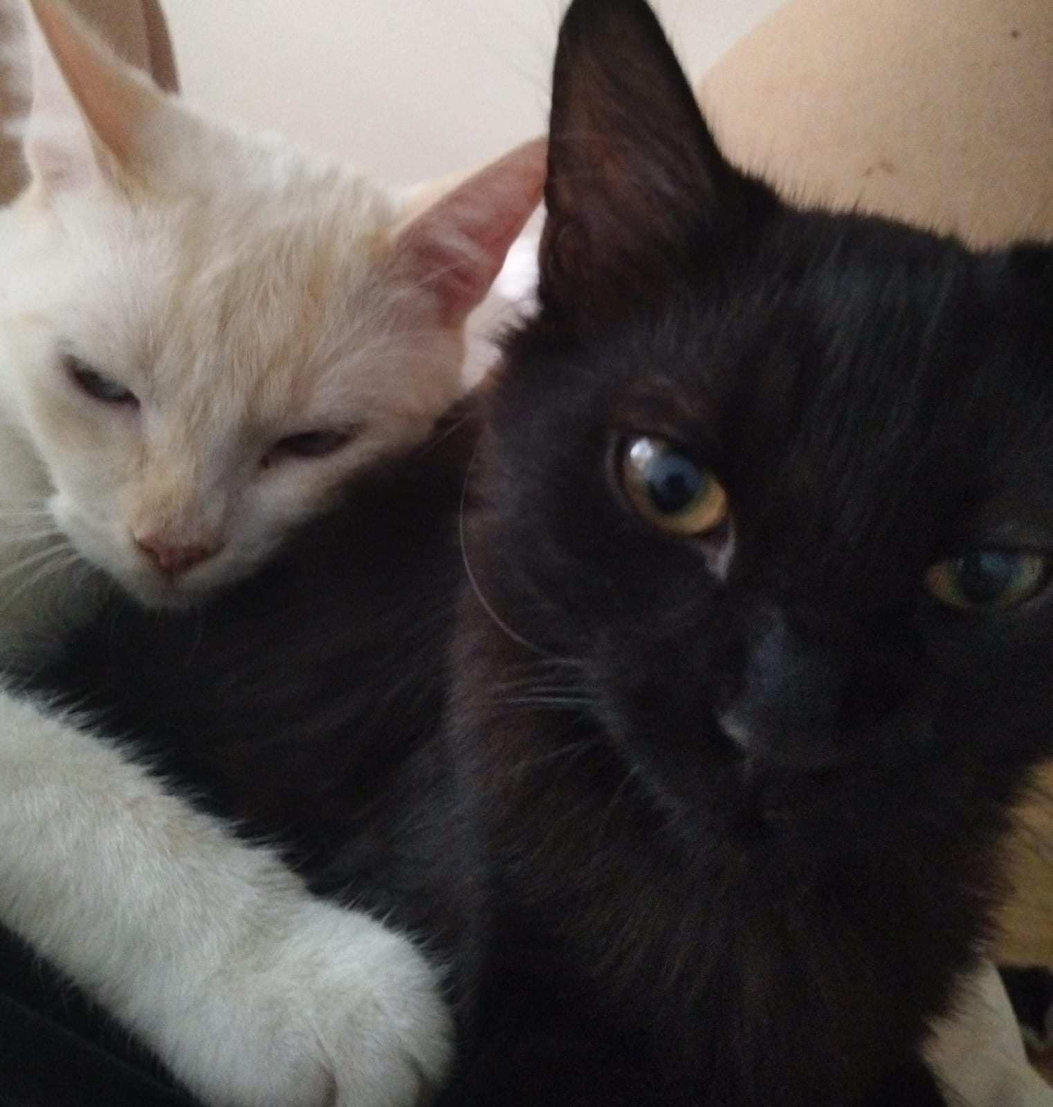 Ajude-nos a salvar o nosso Gatinho campaign photo, 4 of 8