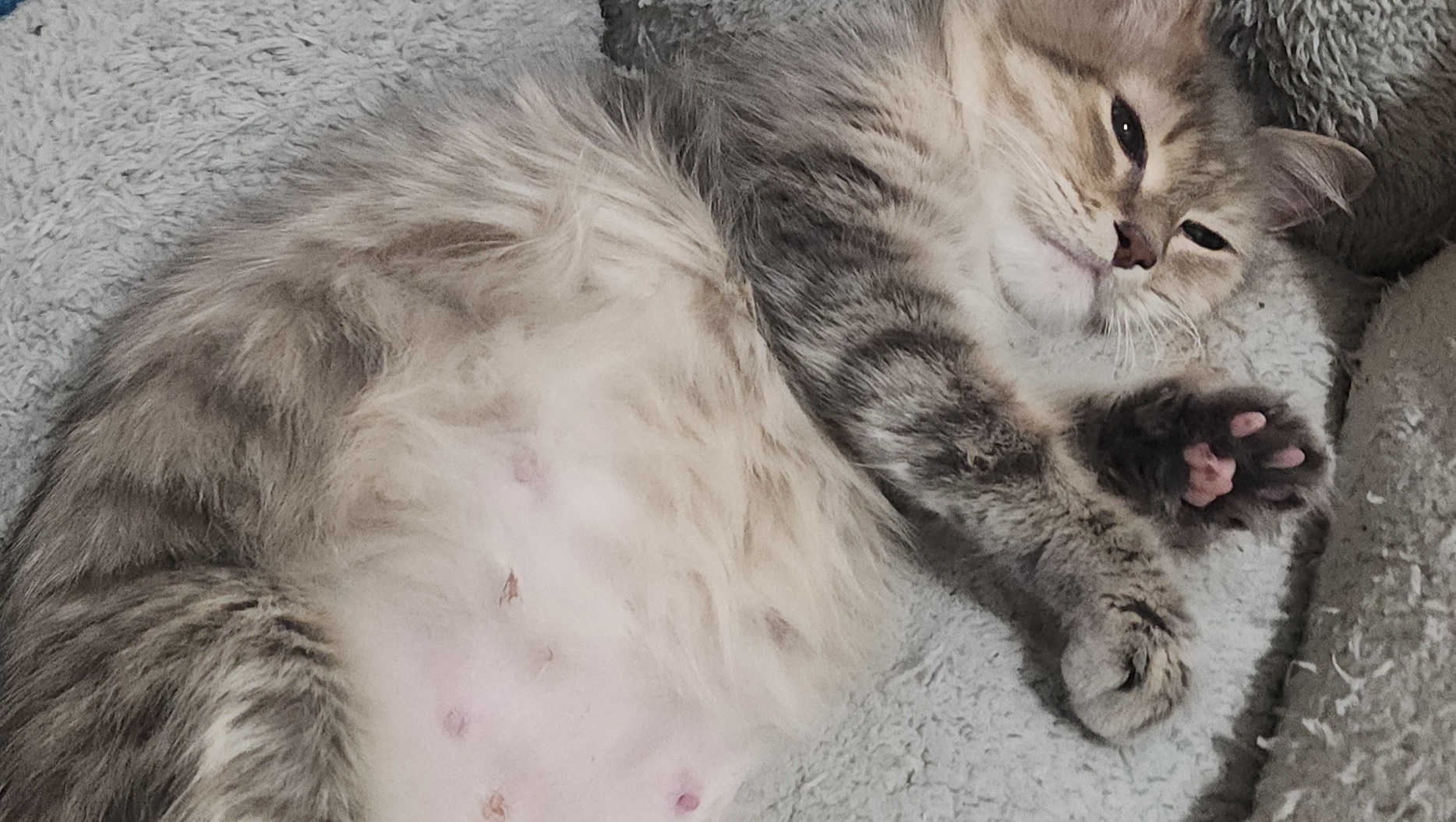 Please Help Save Our Cat. Her name Kitty. photo