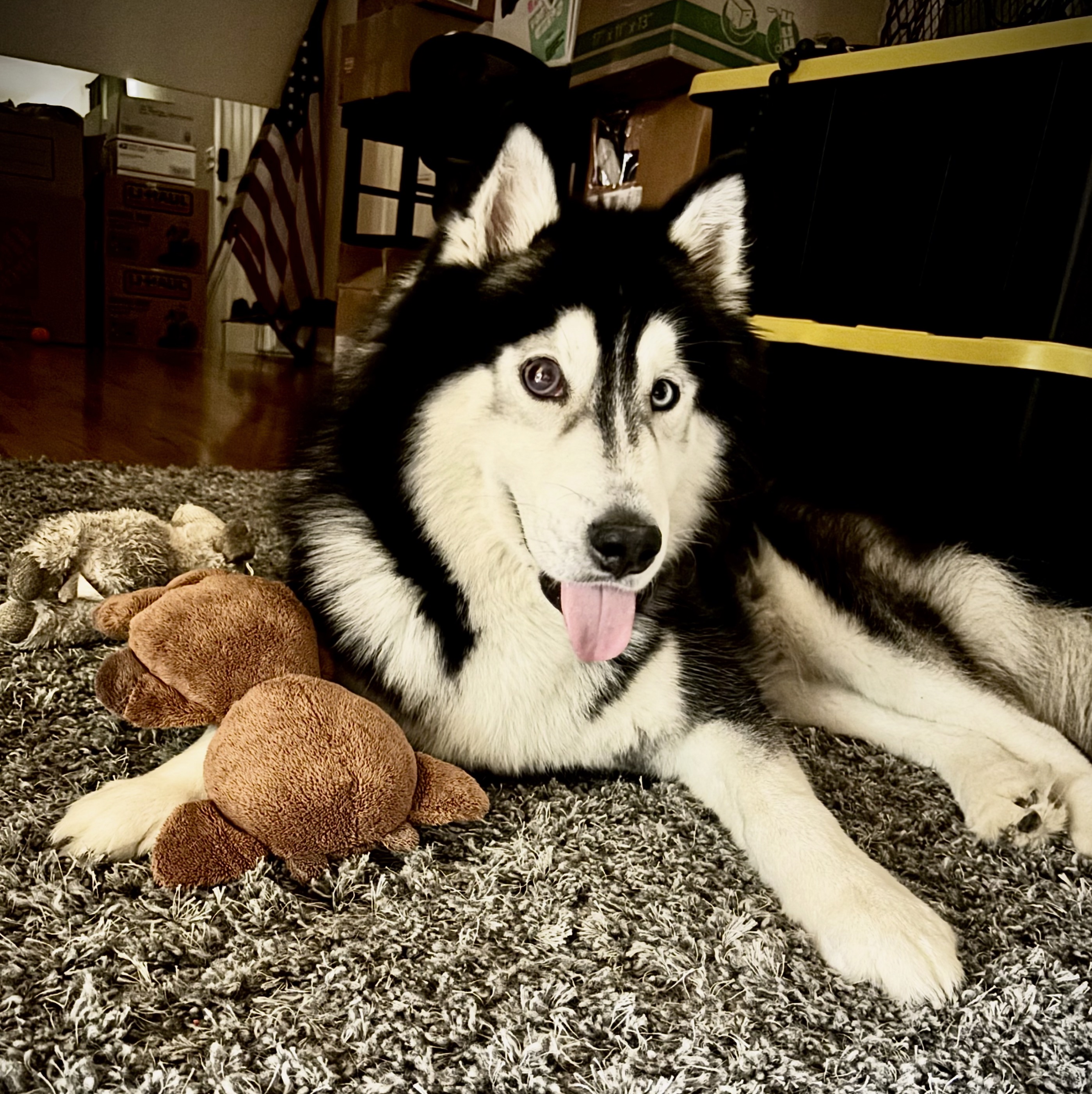 Apollo’s Eye Surgery - Help our lil’ pirate out! campaign photo, 6 of 7