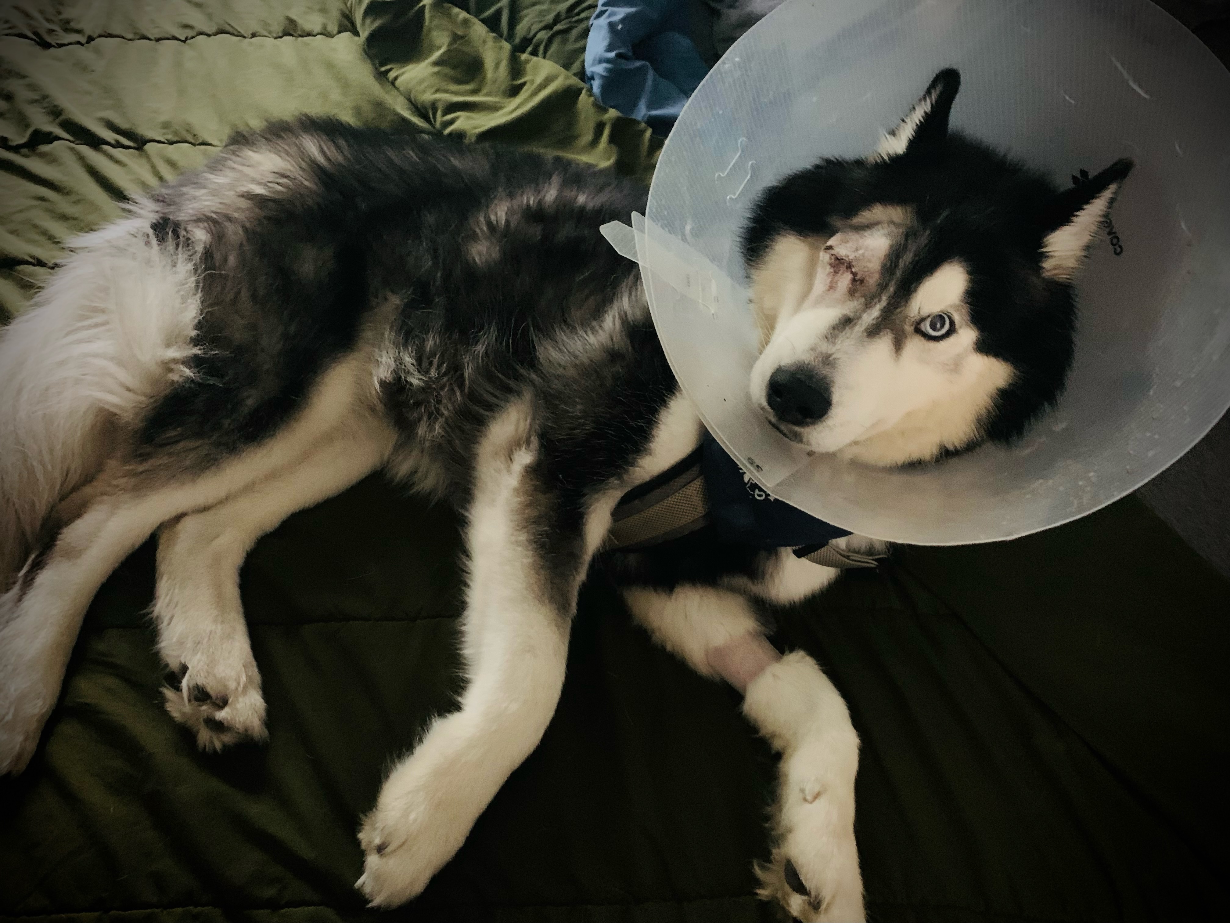 Apollo’s Eye Surgery - Help our lil’ pirate out! campaign photo, 2 of 7