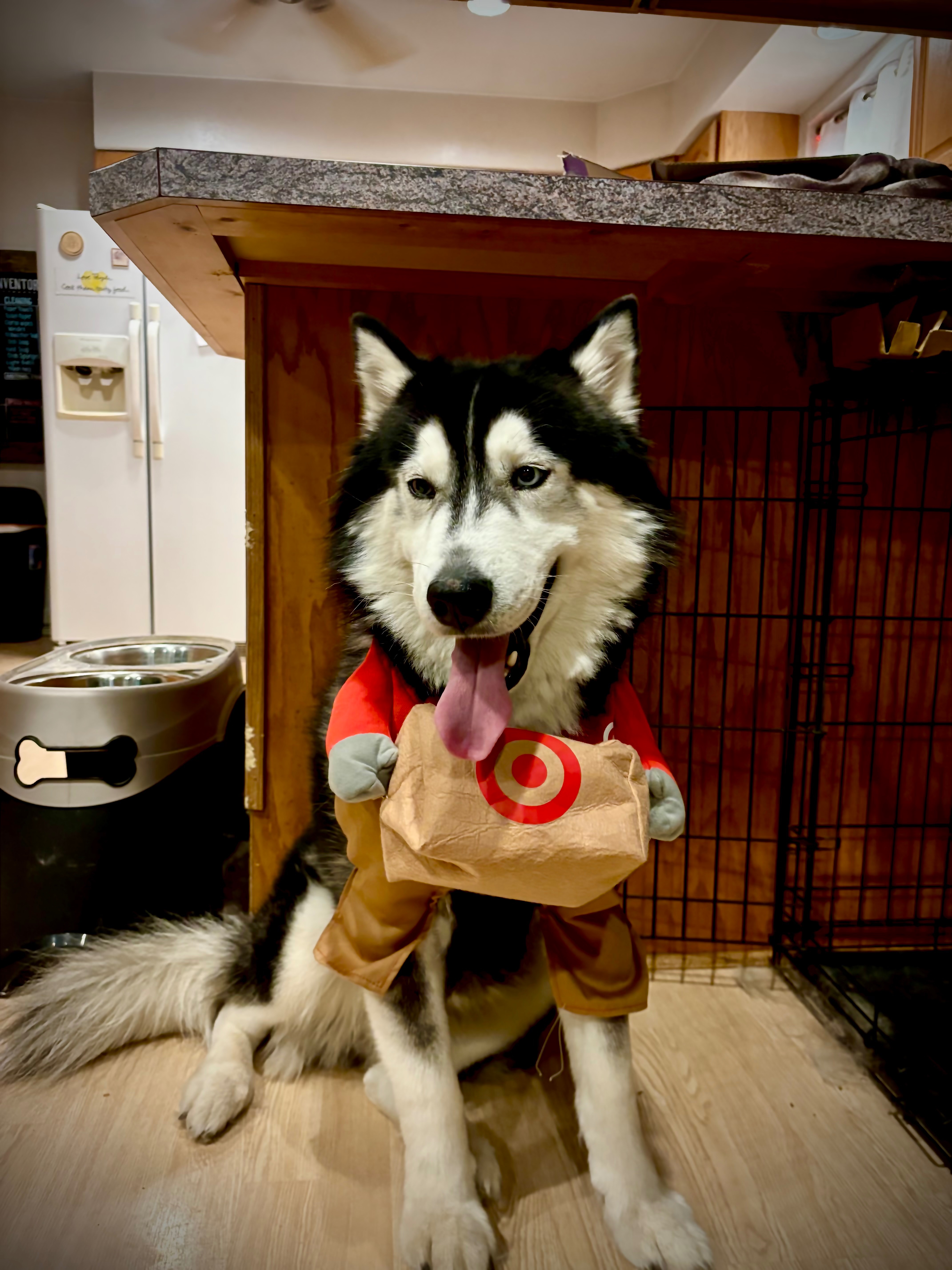 Apollo’s Eye Surgery - Help our lil’ pirate out! campaign photo, 5 of 7