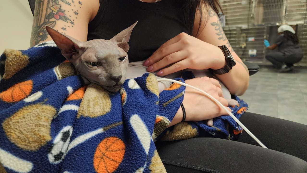 Support for Merlin's Final Vet Costs campaign photo, 6 of 7