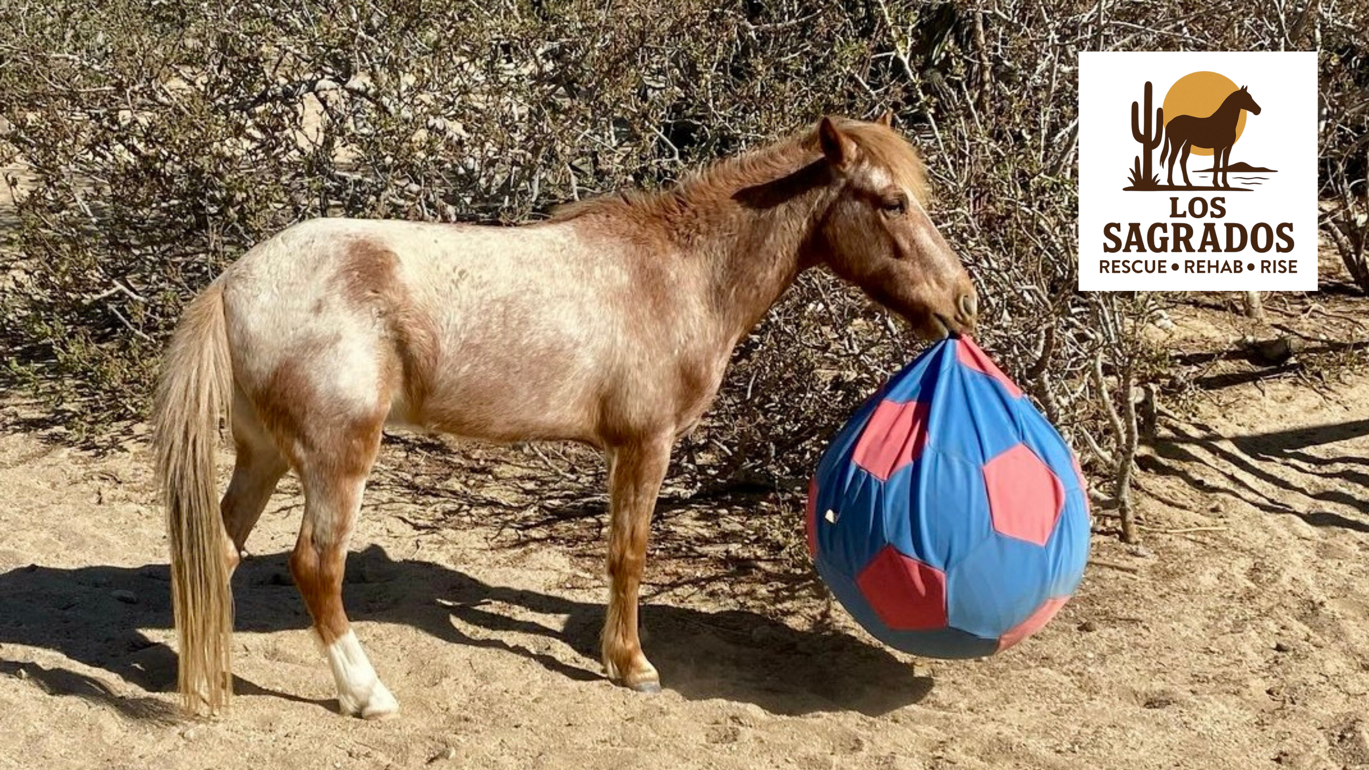 Help Sustain our Daily Operations on the Ranch campaign photo, 2 of 8