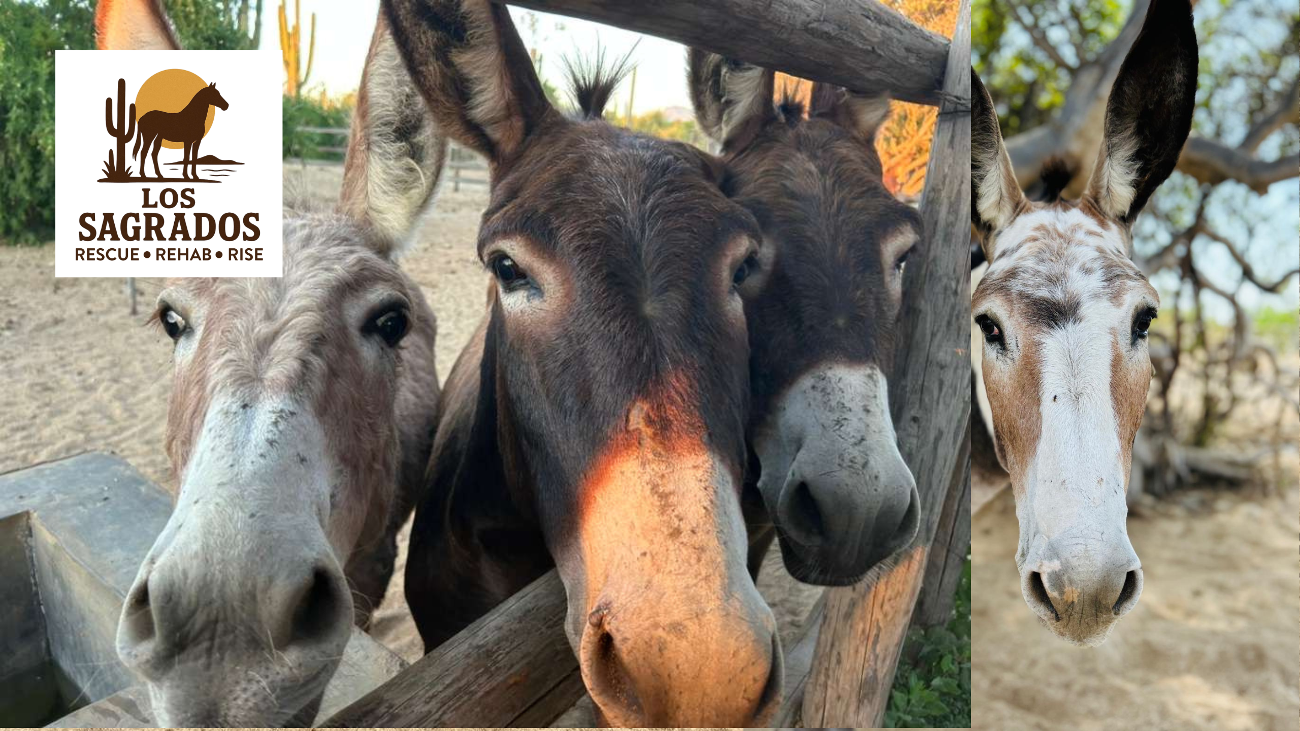 Help Sustain our Daily Operations on the Ranch campaign photo, 4 of 8