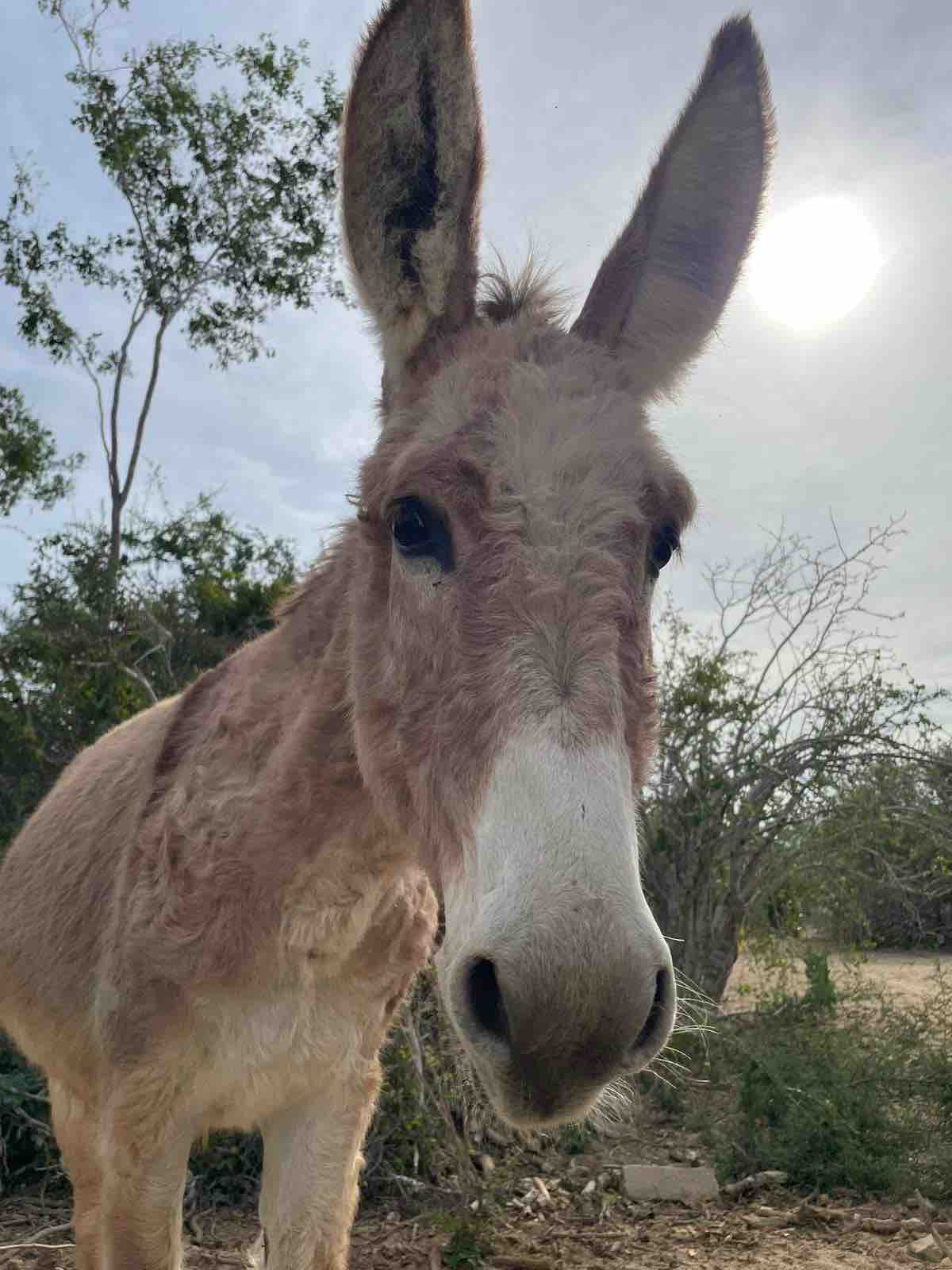 Help Sustain our Daily Operations on the Ranch campaign photo, 6 of 8