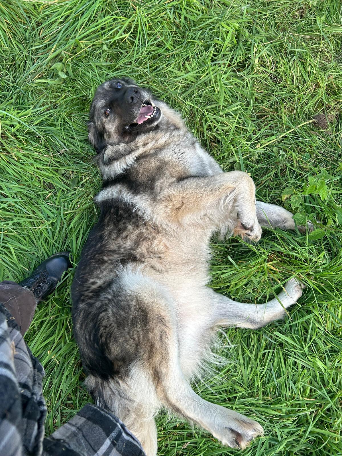 Hilf Frida– einer blinden Herdenschutzhündin, die leben will campaign photo, 4 of 5