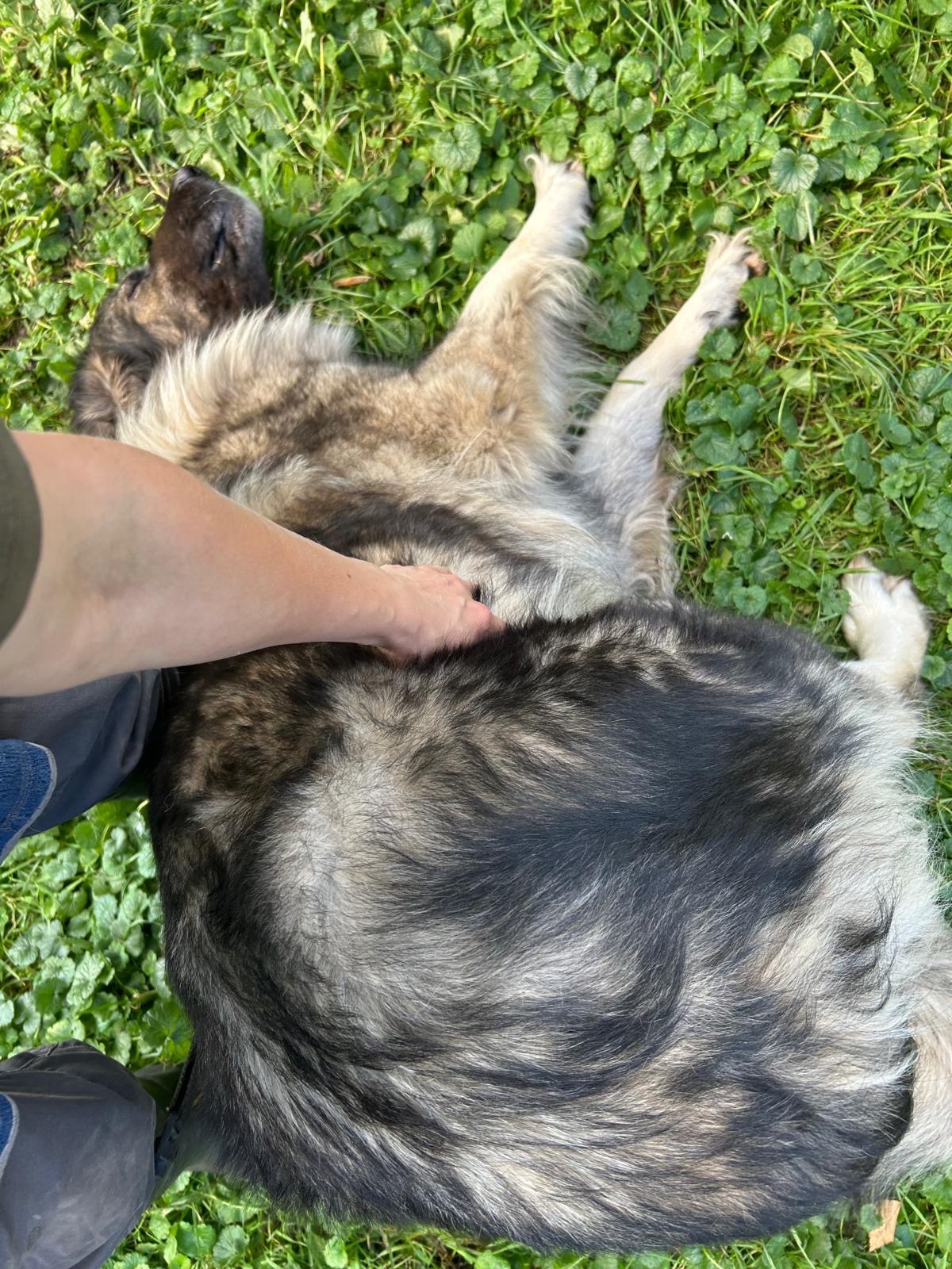 Hilf Frida– einer blinden Herdenschutzhündin, die leben will campaign photo, 2 of 5