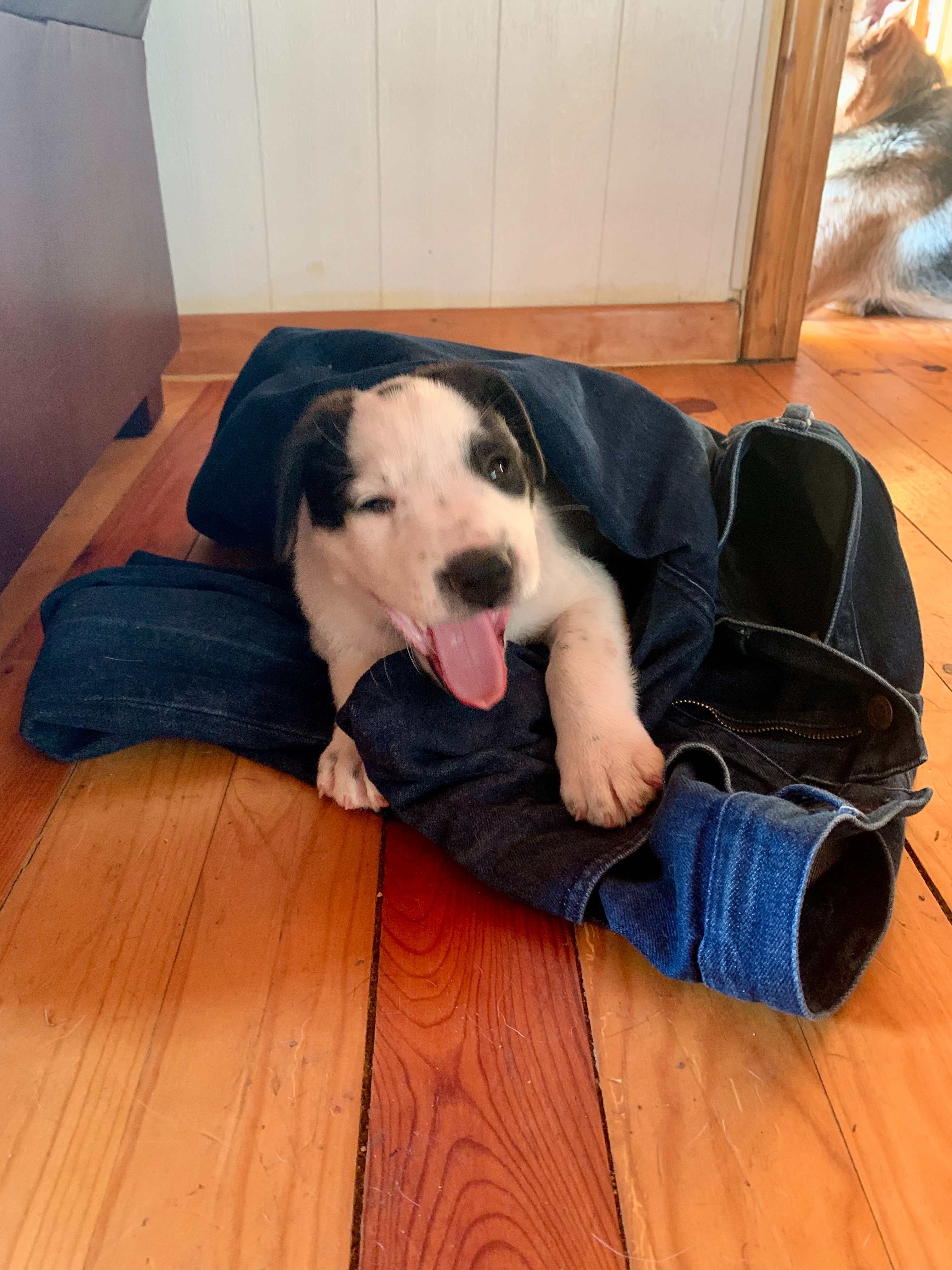 Help Jenni: From Rescue Dogs to Creative Retreat campaign photo, 2 of 8
