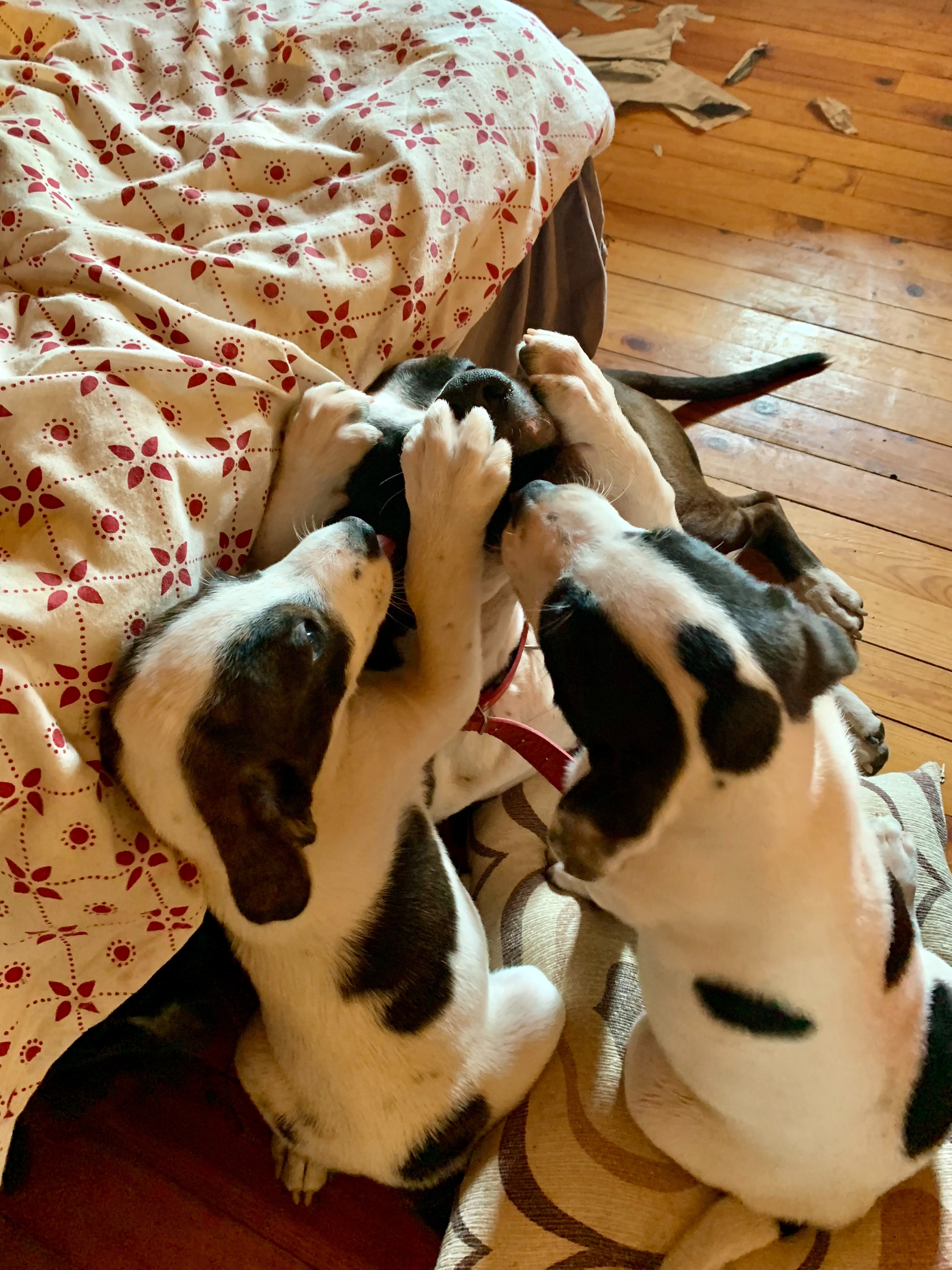 Help Jenni: From Rescue Dogs to Creative Retreat campaign photo, 4 of 8