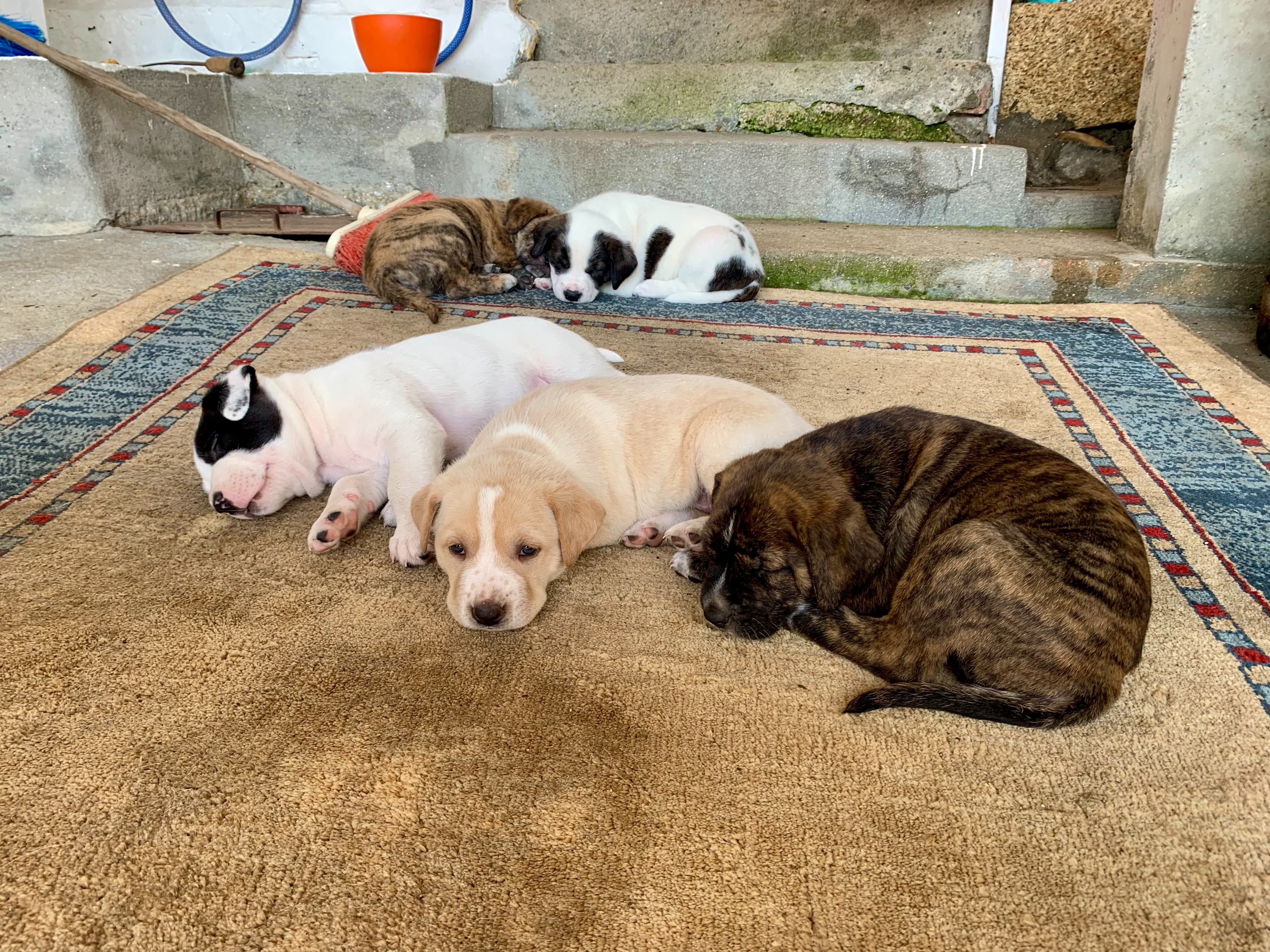 Help Jenni: From Rescue Dogs to Creative Retreat campaign photo, 5 of 8