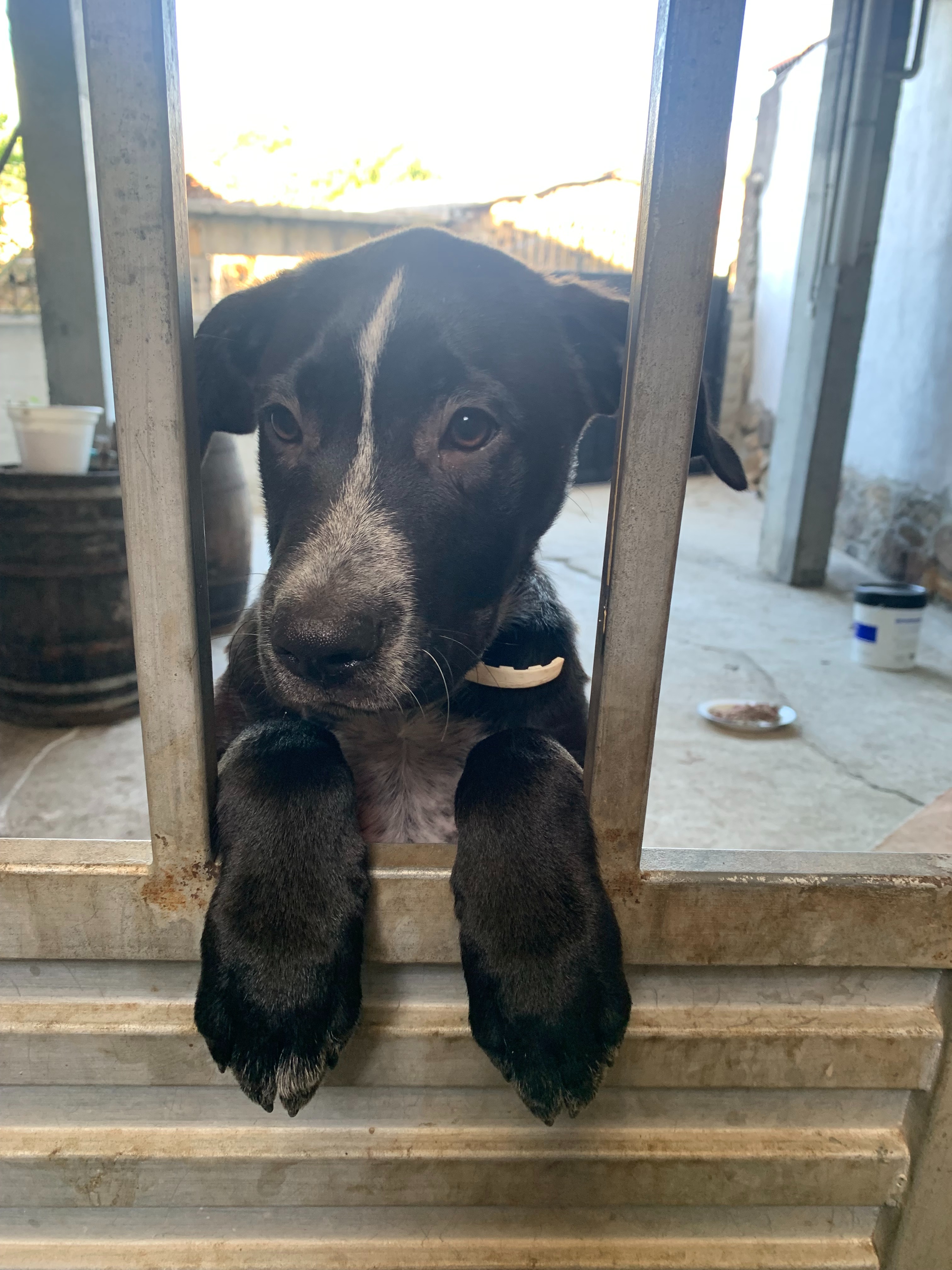 Help Jenni: From Rescue Dogs to Creative Retreat campaign photo, 6 of 8