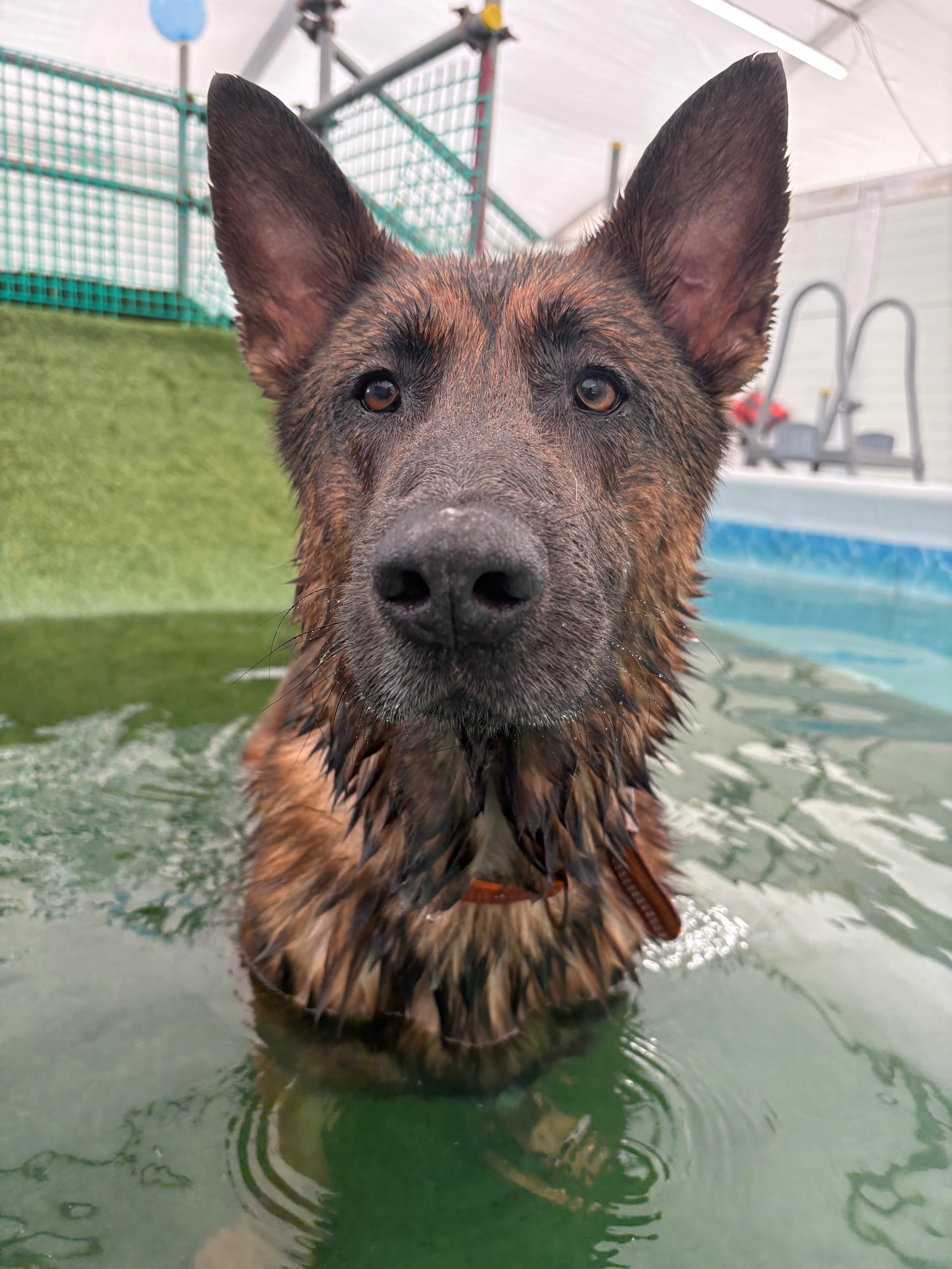 Help Shaun reach his forever home! campaign photo, 7 of 7