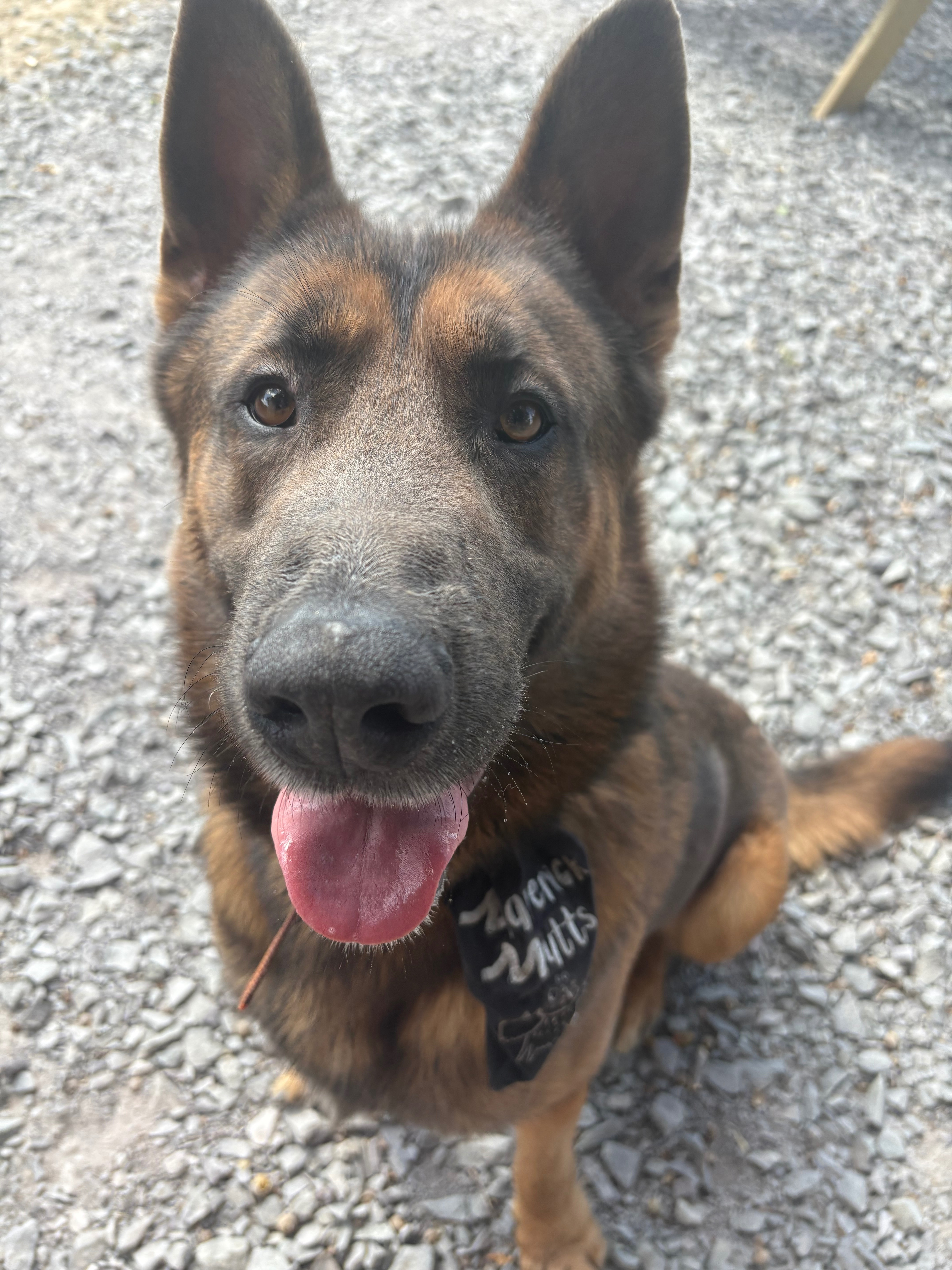 Help Shaun reach his forever home! campaign photo, 2 of 7