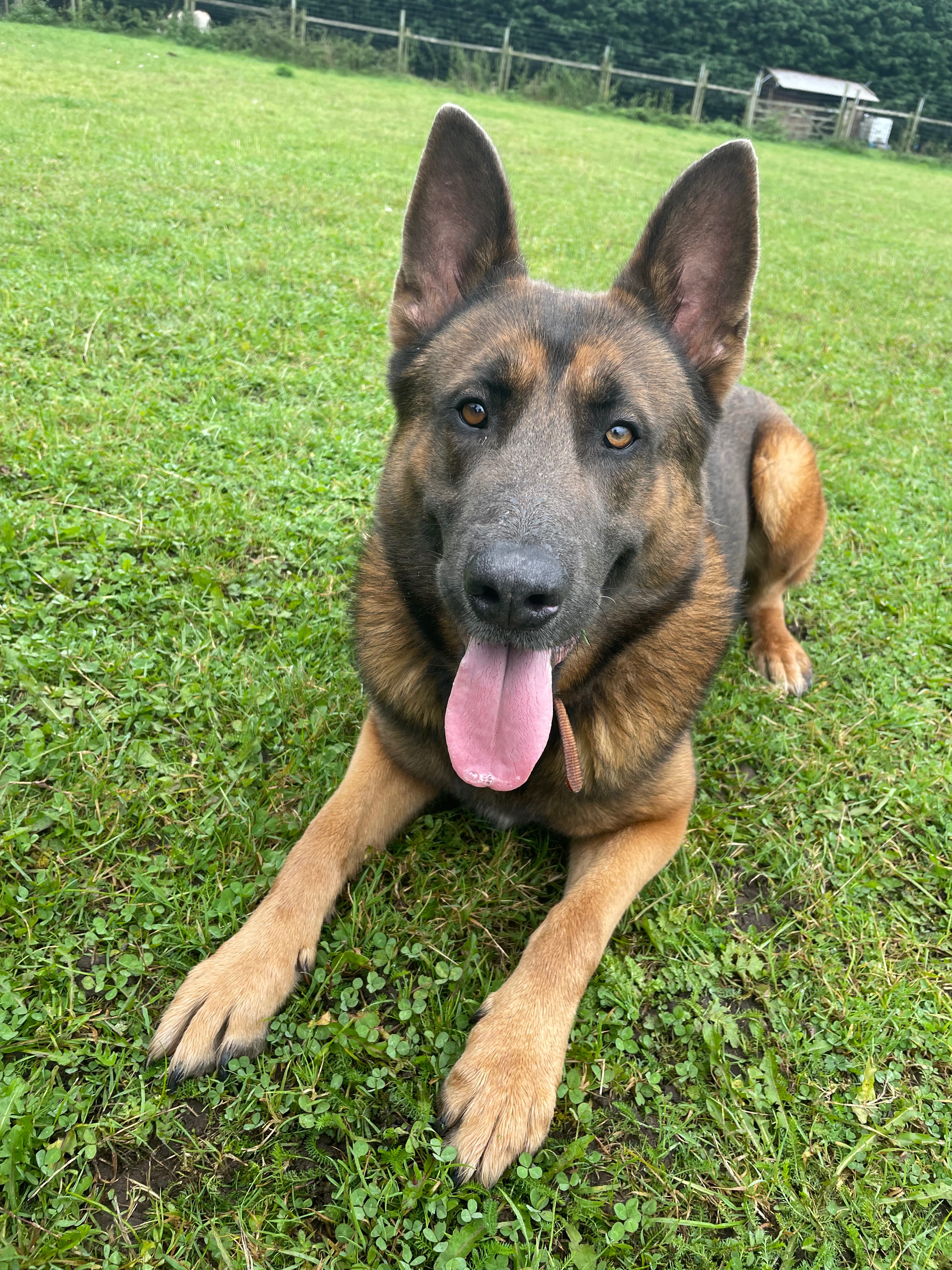 Help Shaun reach his forever home! campaign photo, 4 of 7