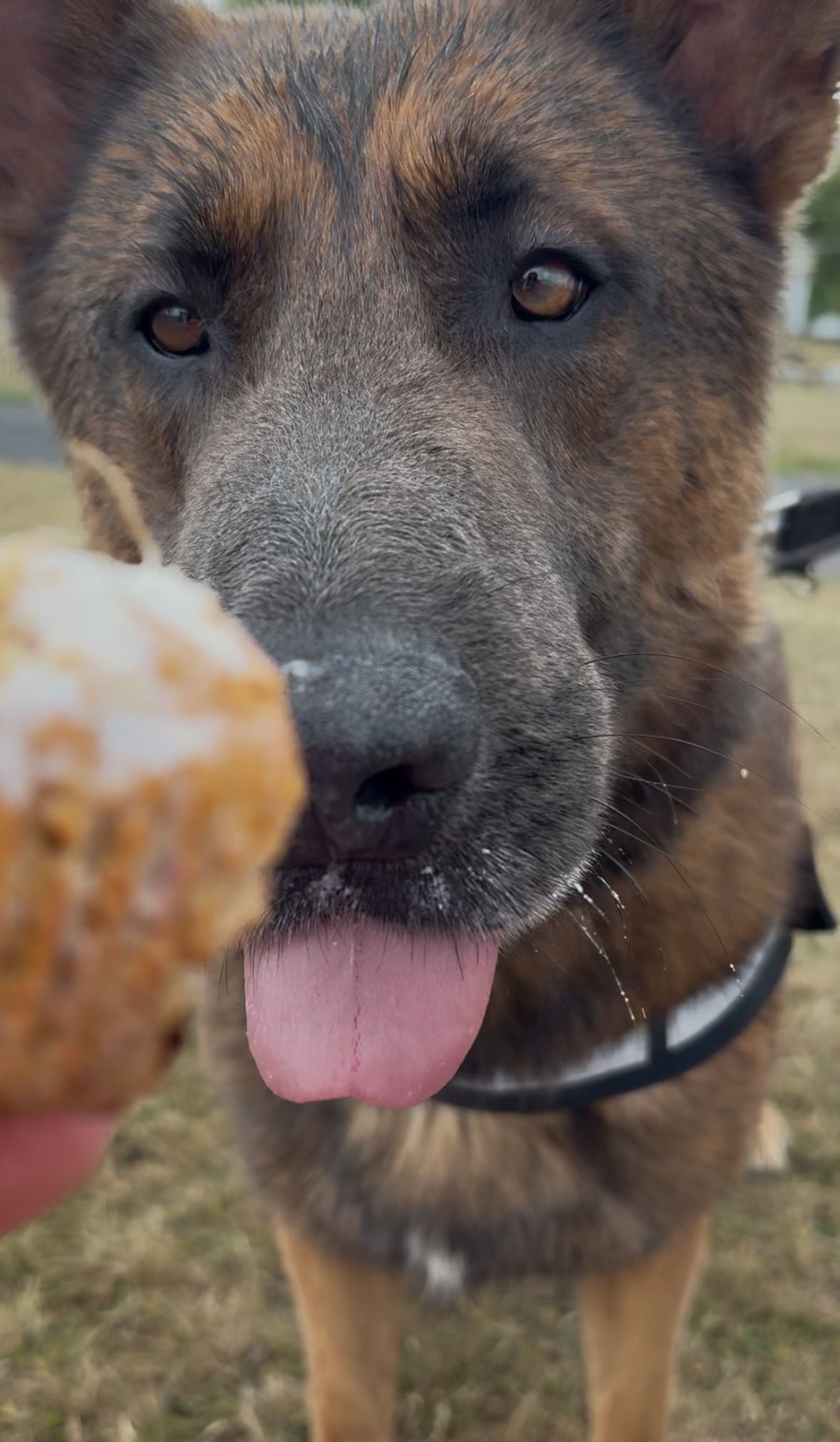 Help Shaun reach his forever home! campaign photo, 5 of 7