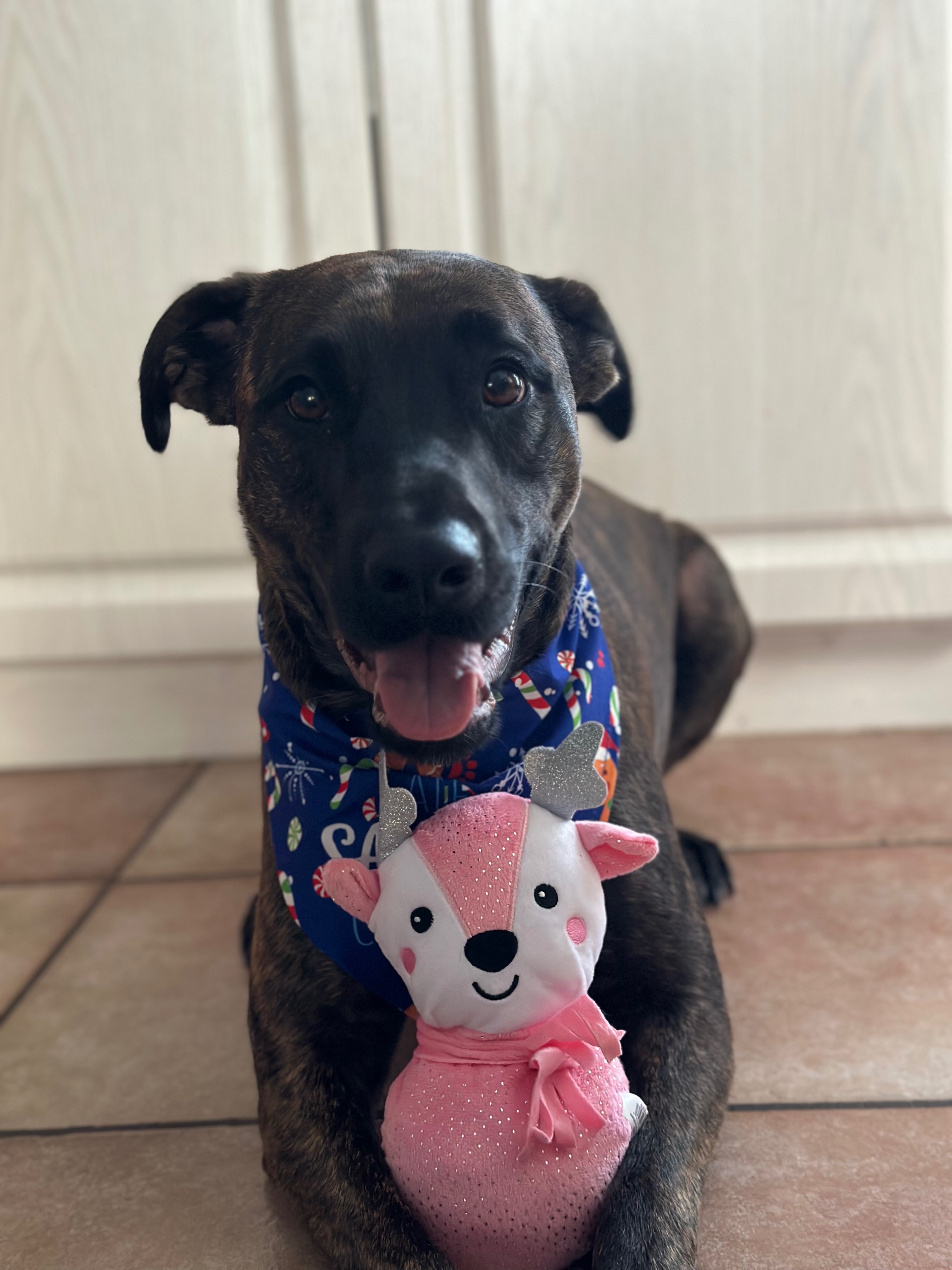 Help Lady walk again-TPLO brace funds! campaign photo, 7 of 8