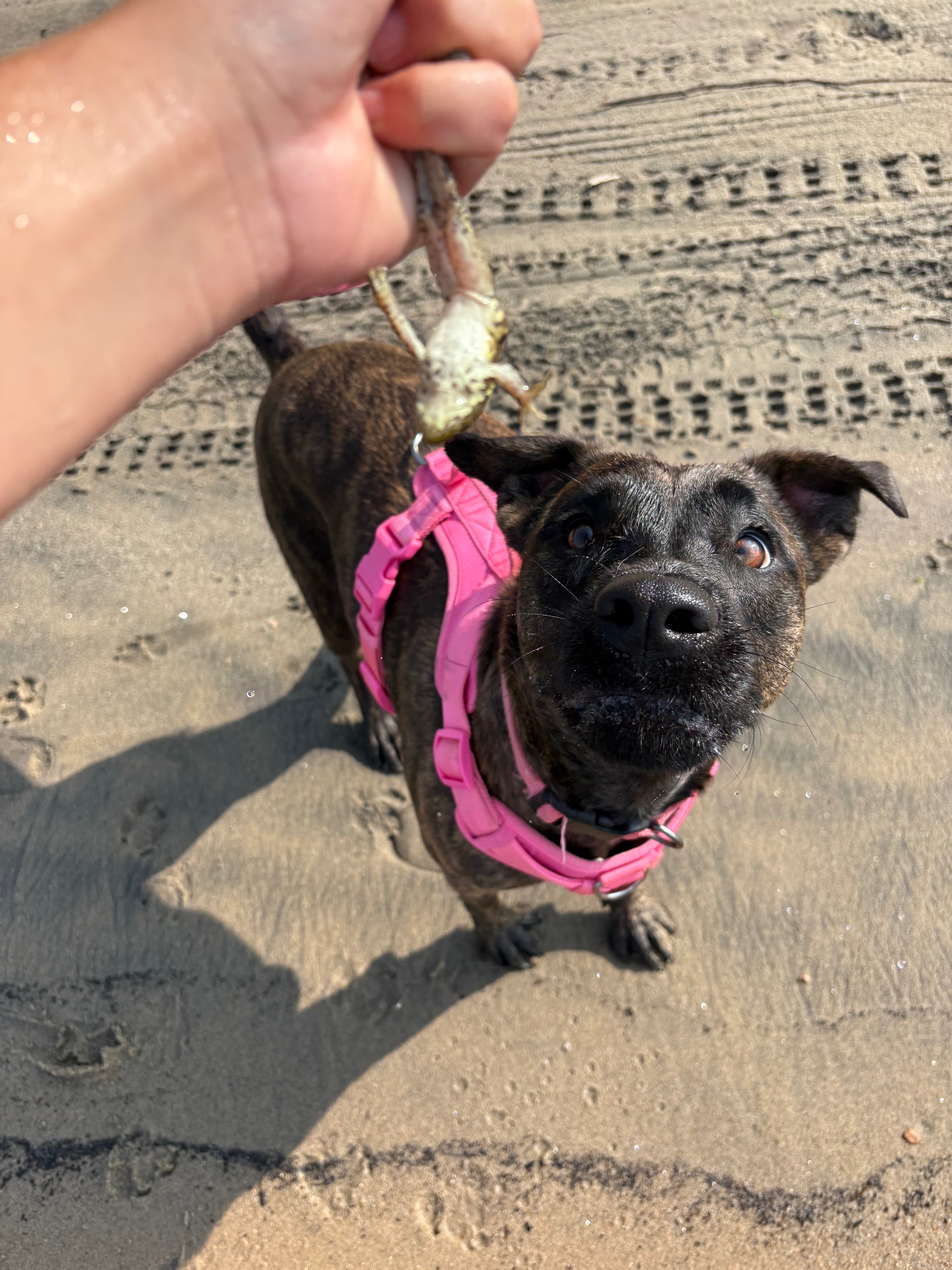 Help Lady walk again-TPLO brace funds! campaign photo, 2 of 8