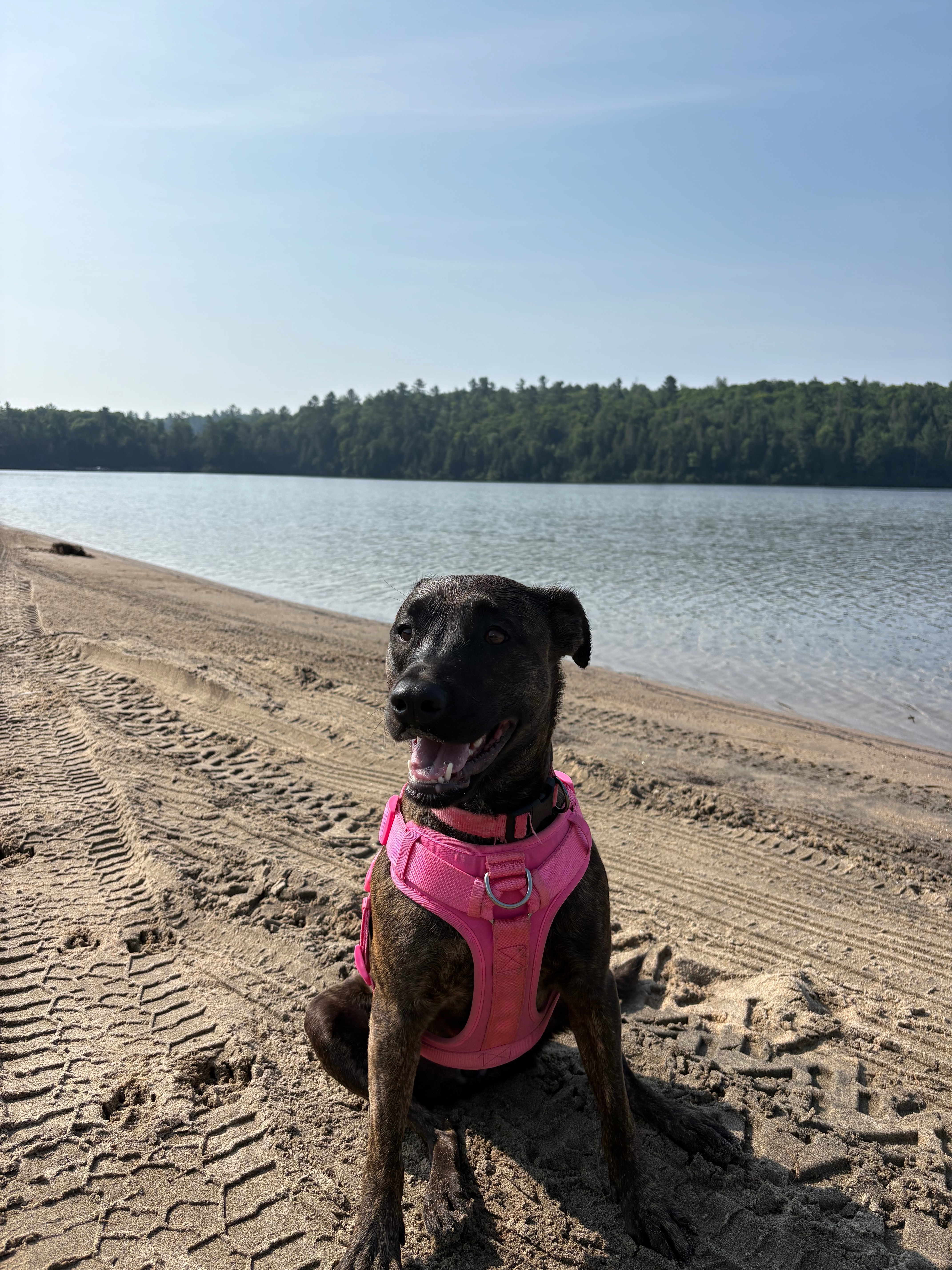 Help Lady walk again-TPLO brace funds! campaign photo, 5 of 8