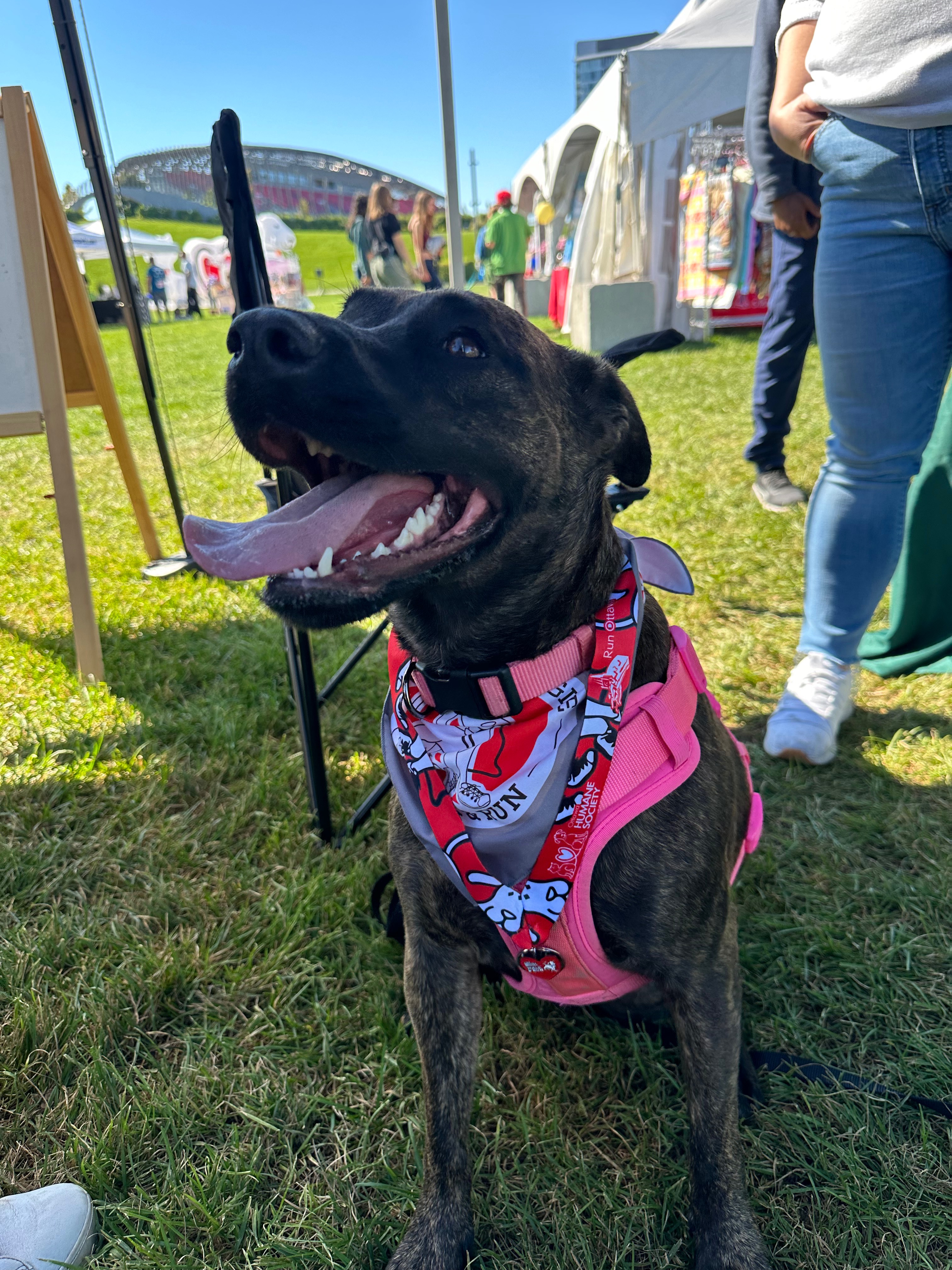 Help Lady walk again-TPLO brace funds! campaign photo, 6 of 8