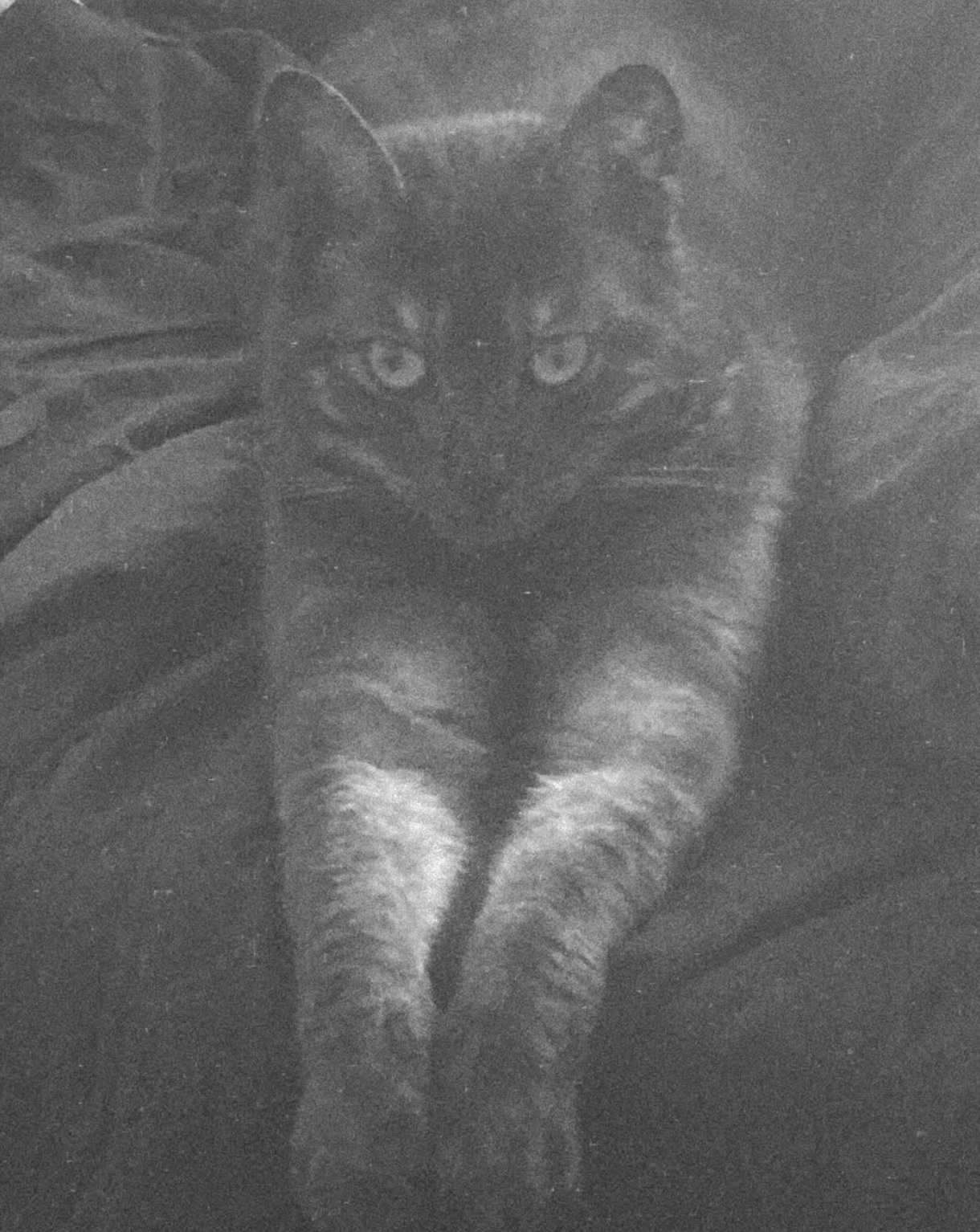 Sauvons Serge, le chat qui chante. campaign photo, 6 of 7