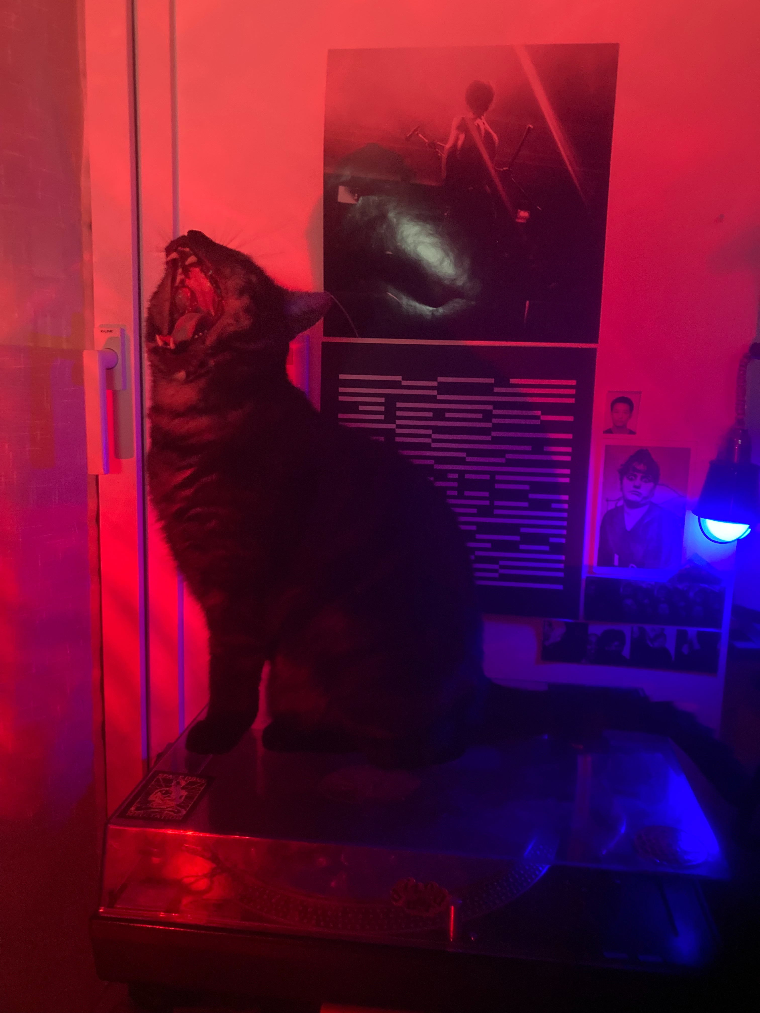Sauvons Serge, le chat qui chante. campaign photo, 2 of 7