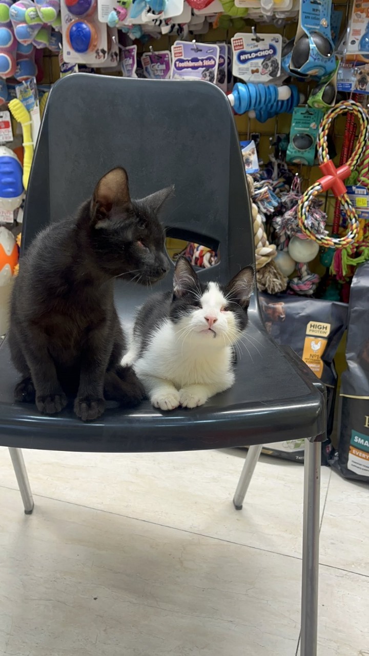 Give blind Moot and Luys a Chance at a Better Life campaign photo, 2 of 6