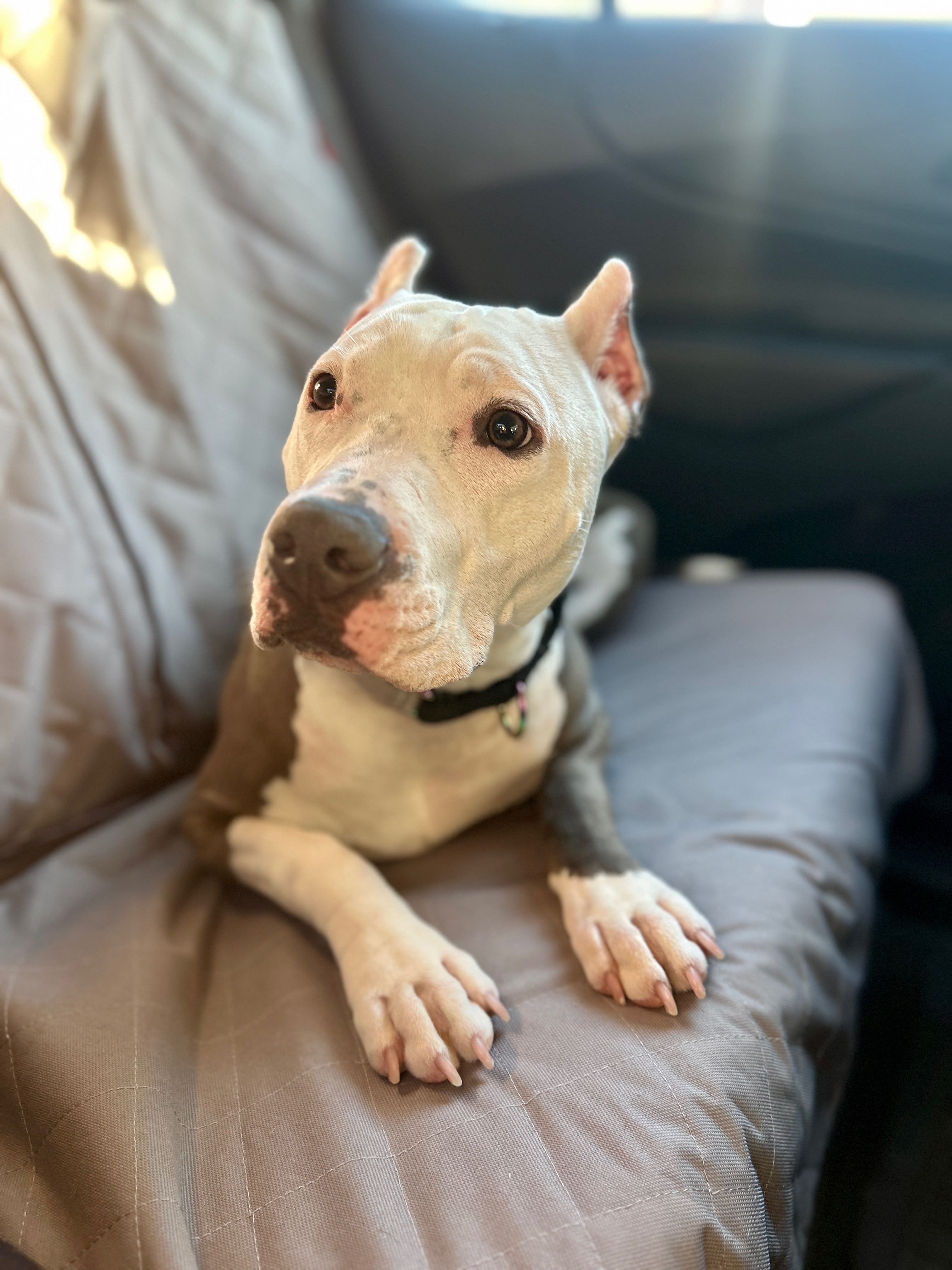 Help Nala Walk Pain-Free campaign photo, 7 of 8