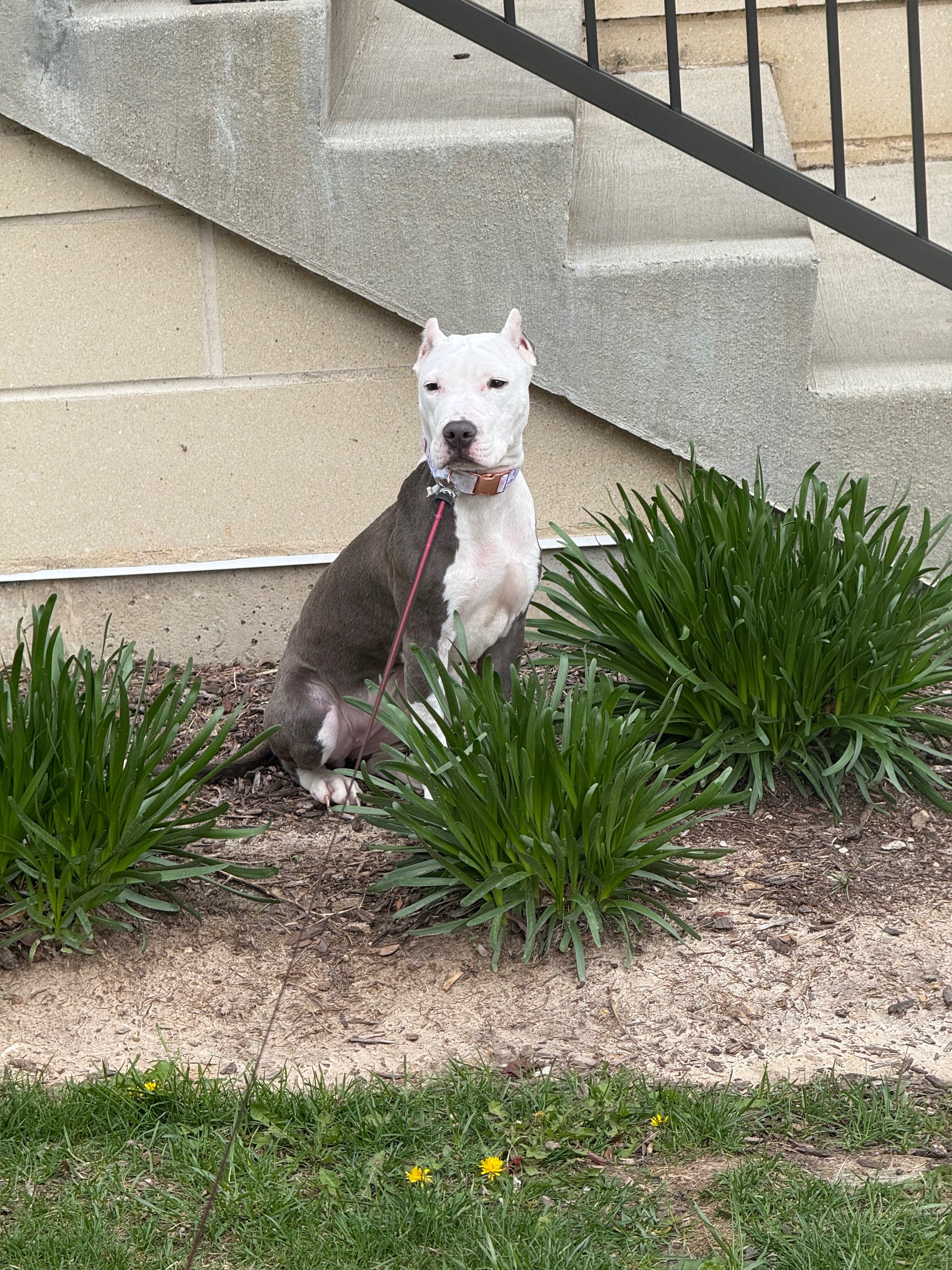 Help Nala Walk Pain-Free campaign photo, 4 of 8