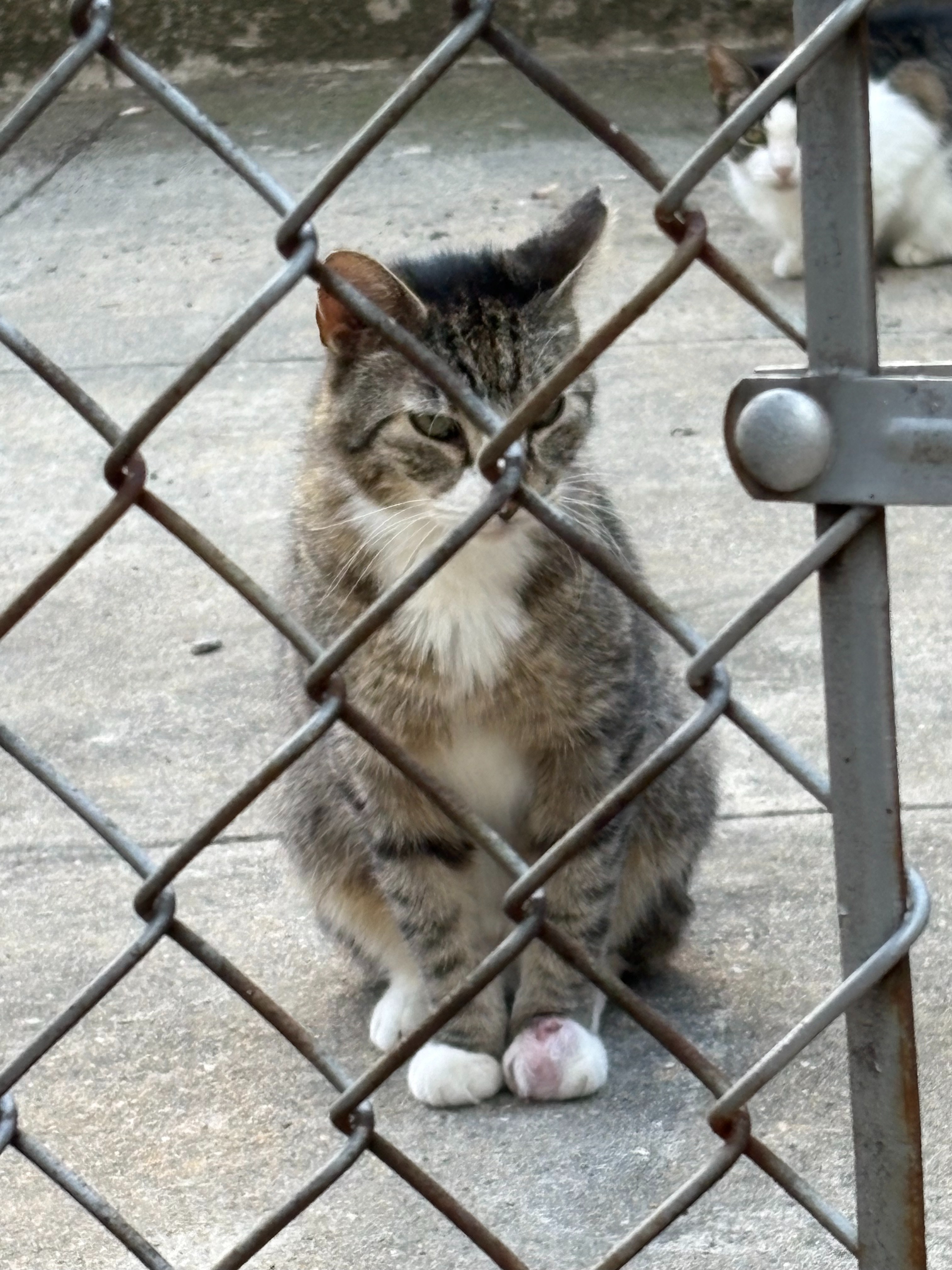 Save Steve's Paw: Donate for Surgery campaign photo, 4 of 4