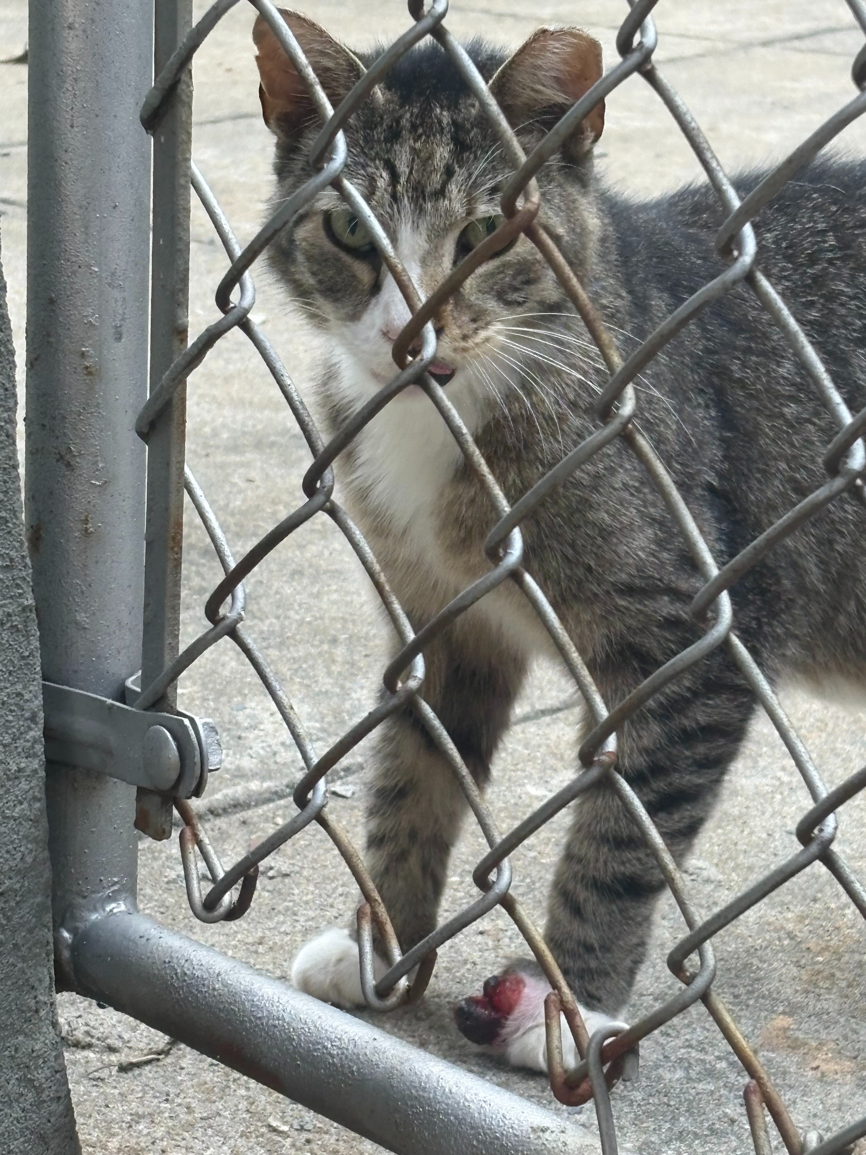 Save Steve's Paw: Donate for Surgery campaign photo, 2 of 4