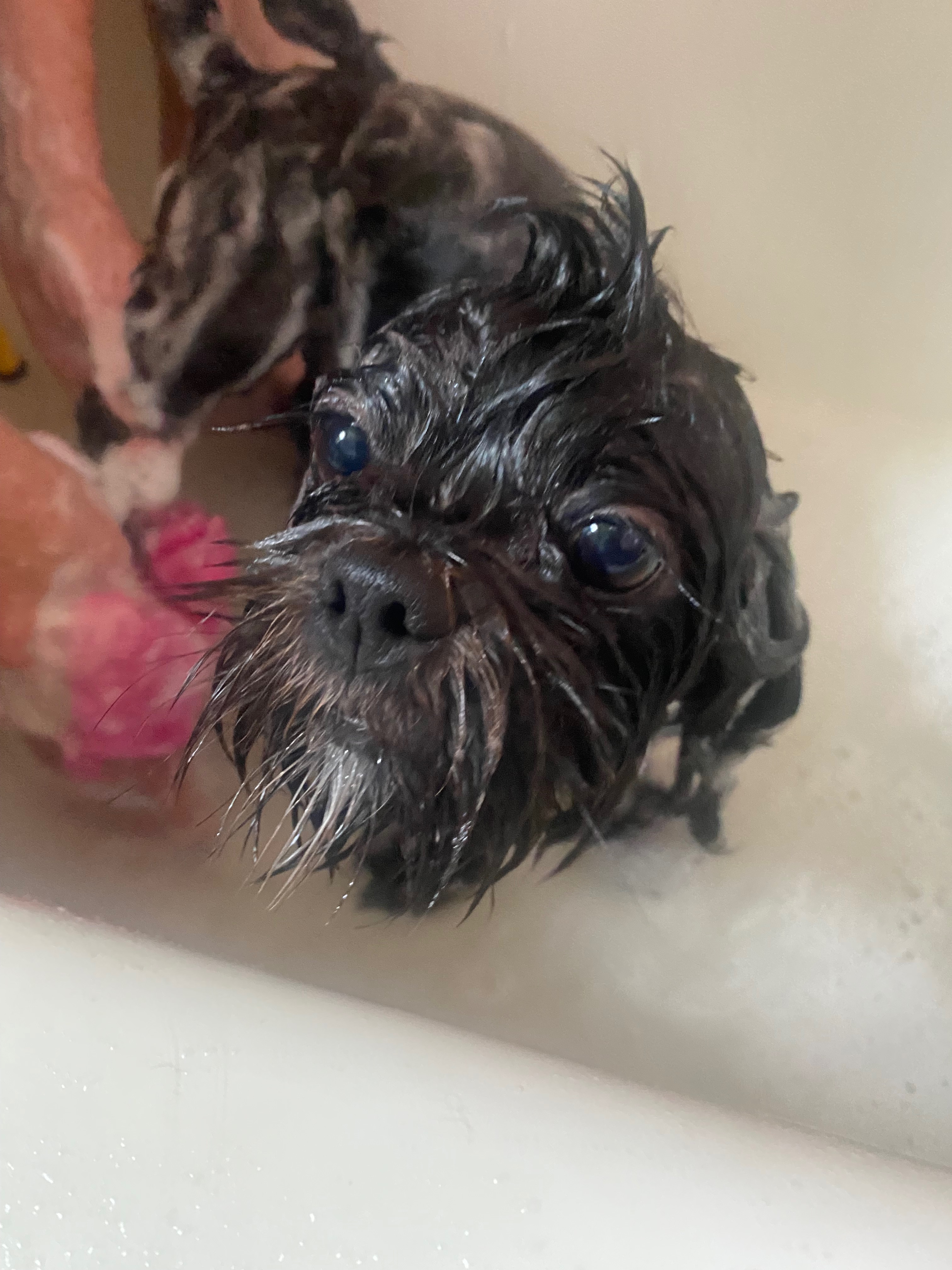 Daisy’s Recovery Fund - ANYTHING helps campaign photo, 7 of 8
