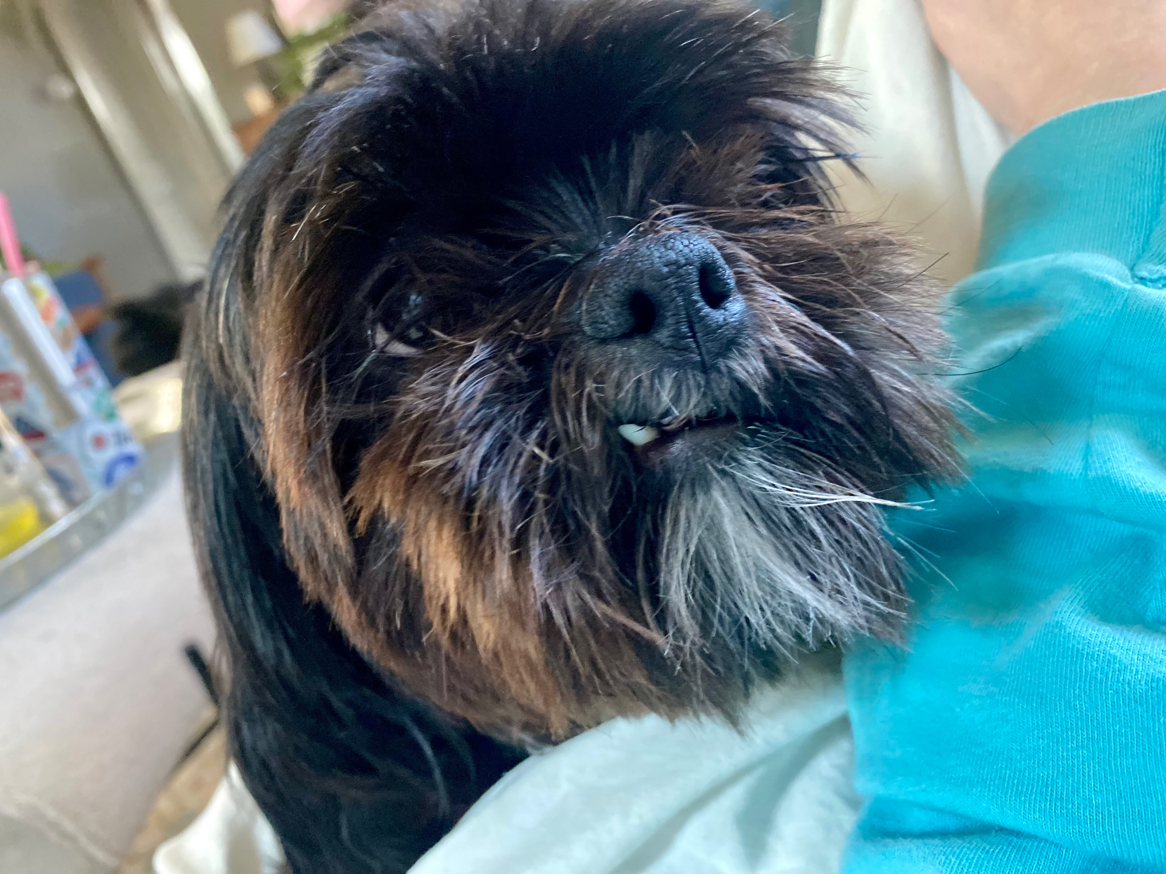 Daisy’s Recovery Fund - ANYTHING helps campaign photo, 2 of 8