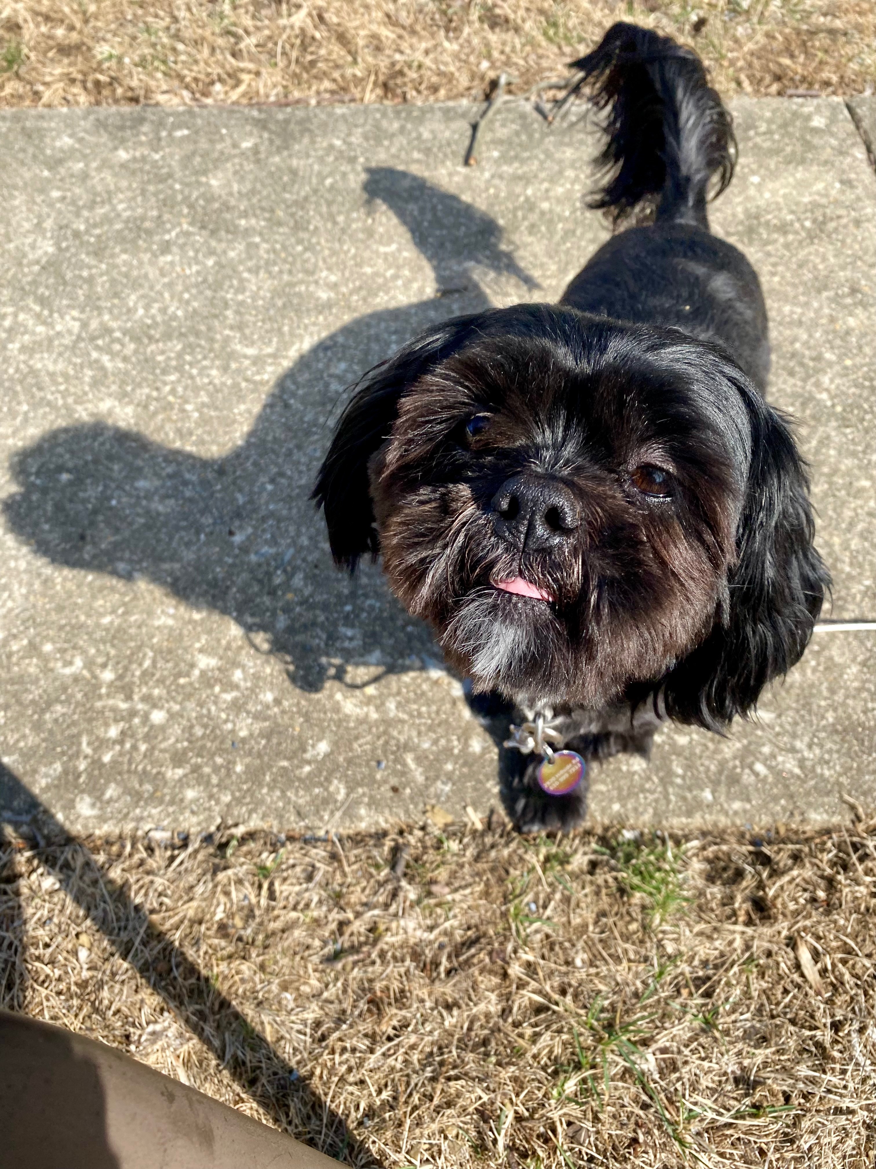 Daisy’s Recovery Fund - ANYTHING helps campaign photo, 5 of 8