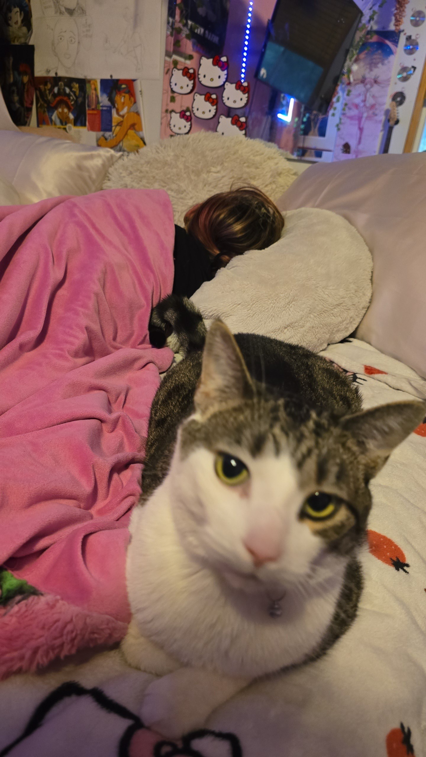 Assist with Luna's Vet and Cremation Costs campaign photo, 2 of 5