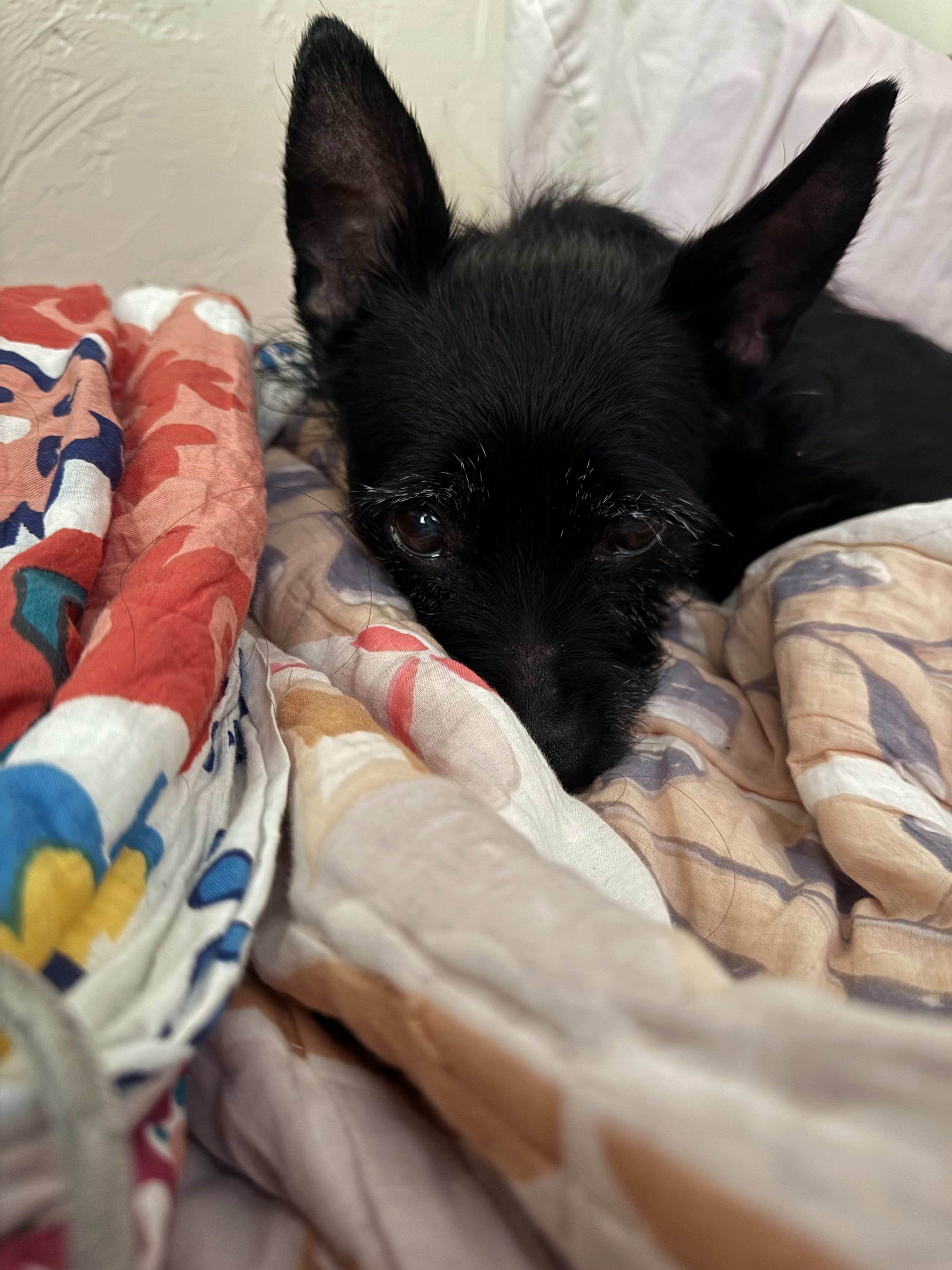 Help Cremate Felix: A Beloved ESA's Final Journey campaign photo, 2 of 7