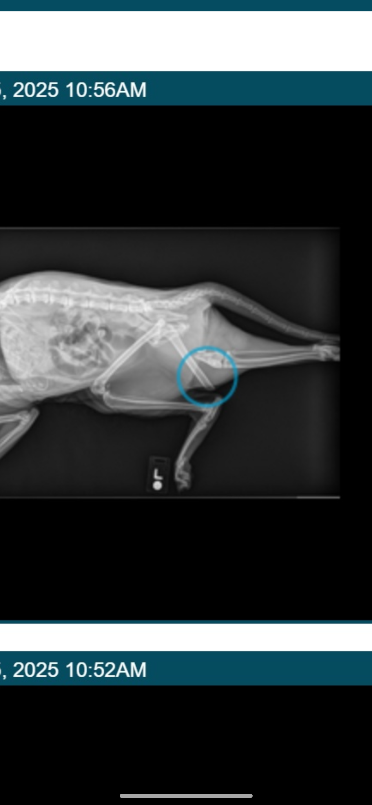 Luna's Life-Saving Surgery after car accident. campaign photo, 2 of 7