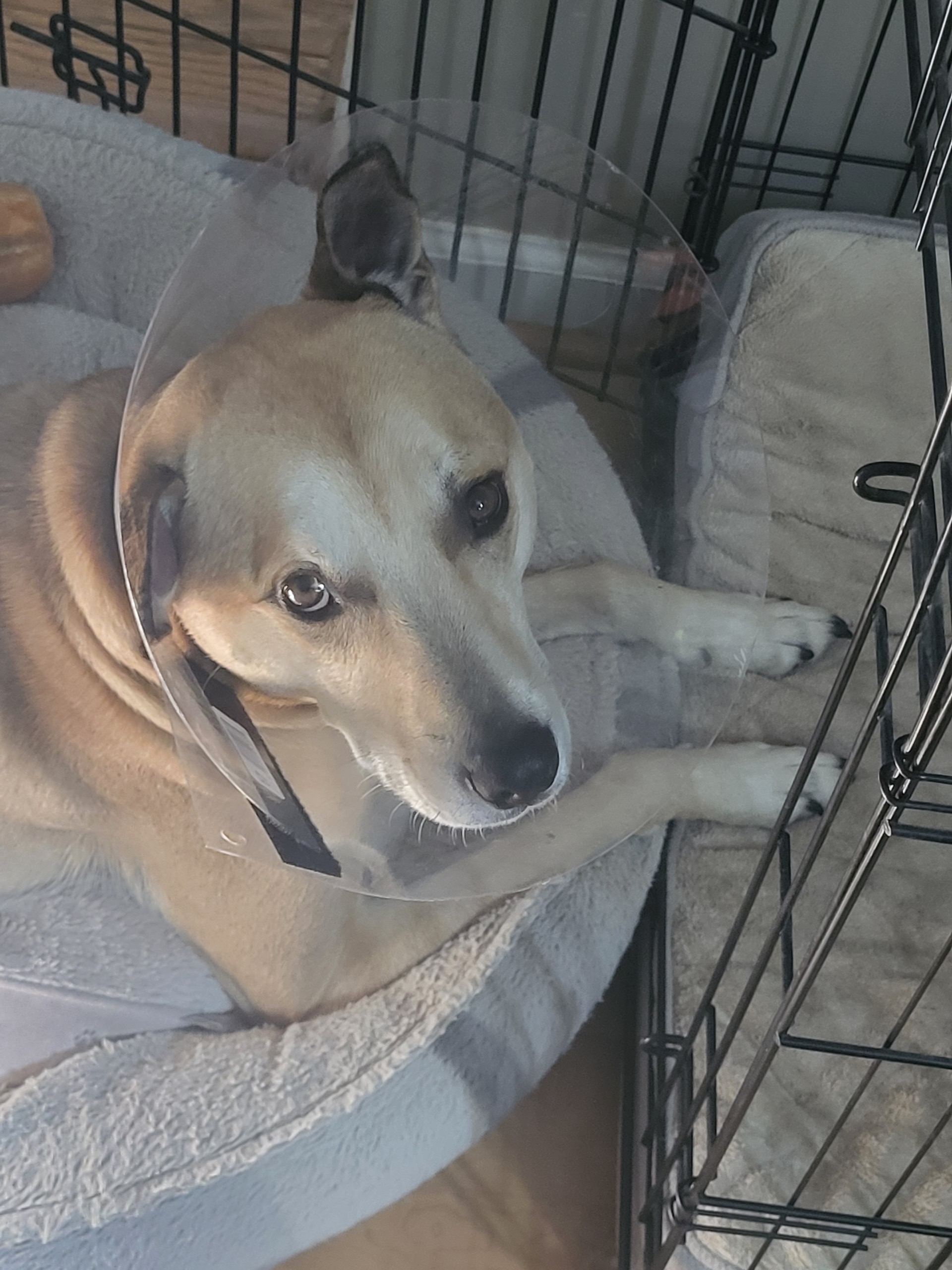 Help Nyla get the surgery she needs campaign photo, 4 of 5