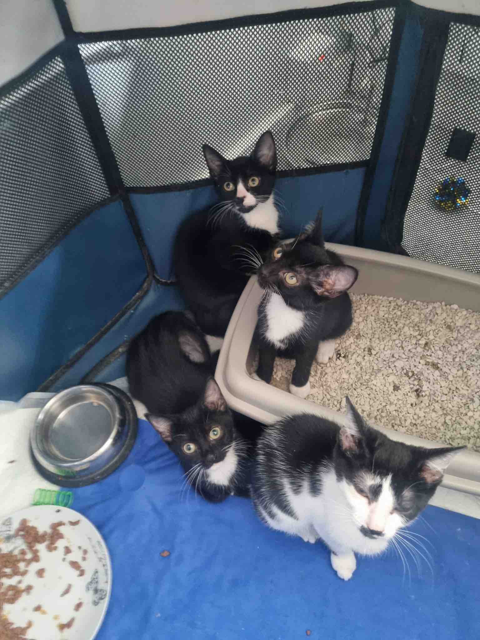 Help raise funds towards neutering & vet costs campaign photo, 8 of 13