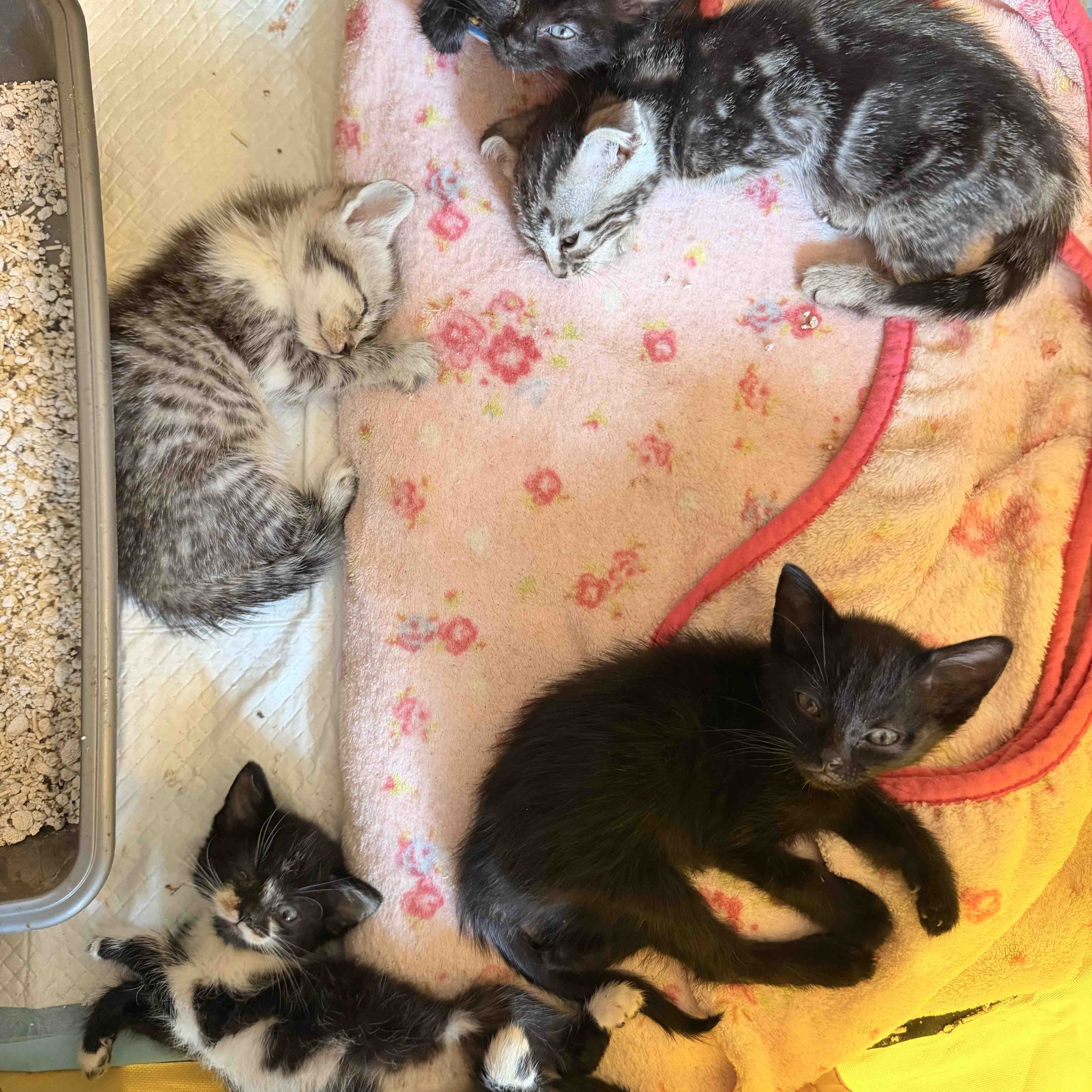 Help raise funds towards neutering & vet costs campaign photo, 9 of 13