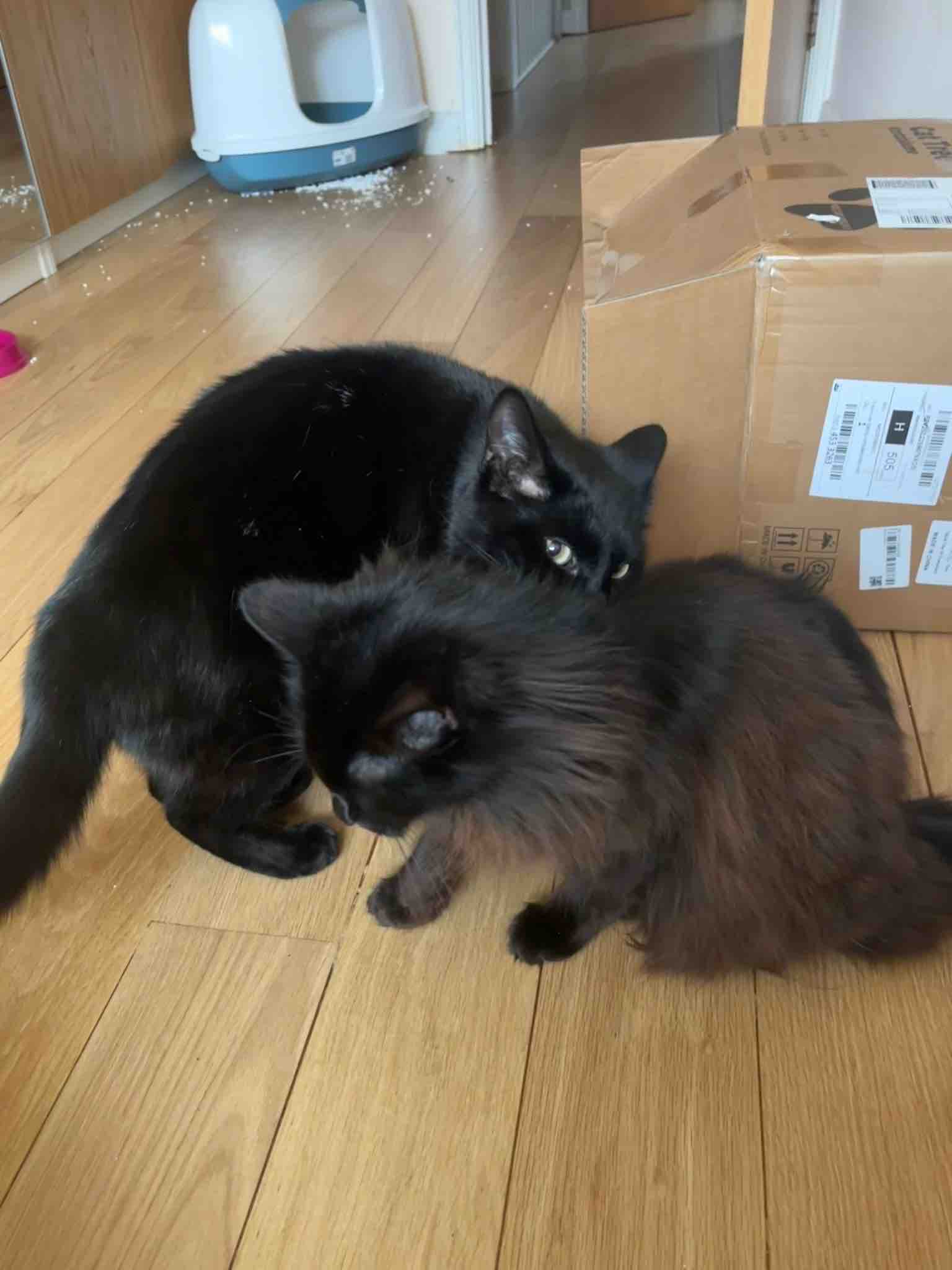 Help raise funds towards neutering & vet costs campaign photo, 11 of 13