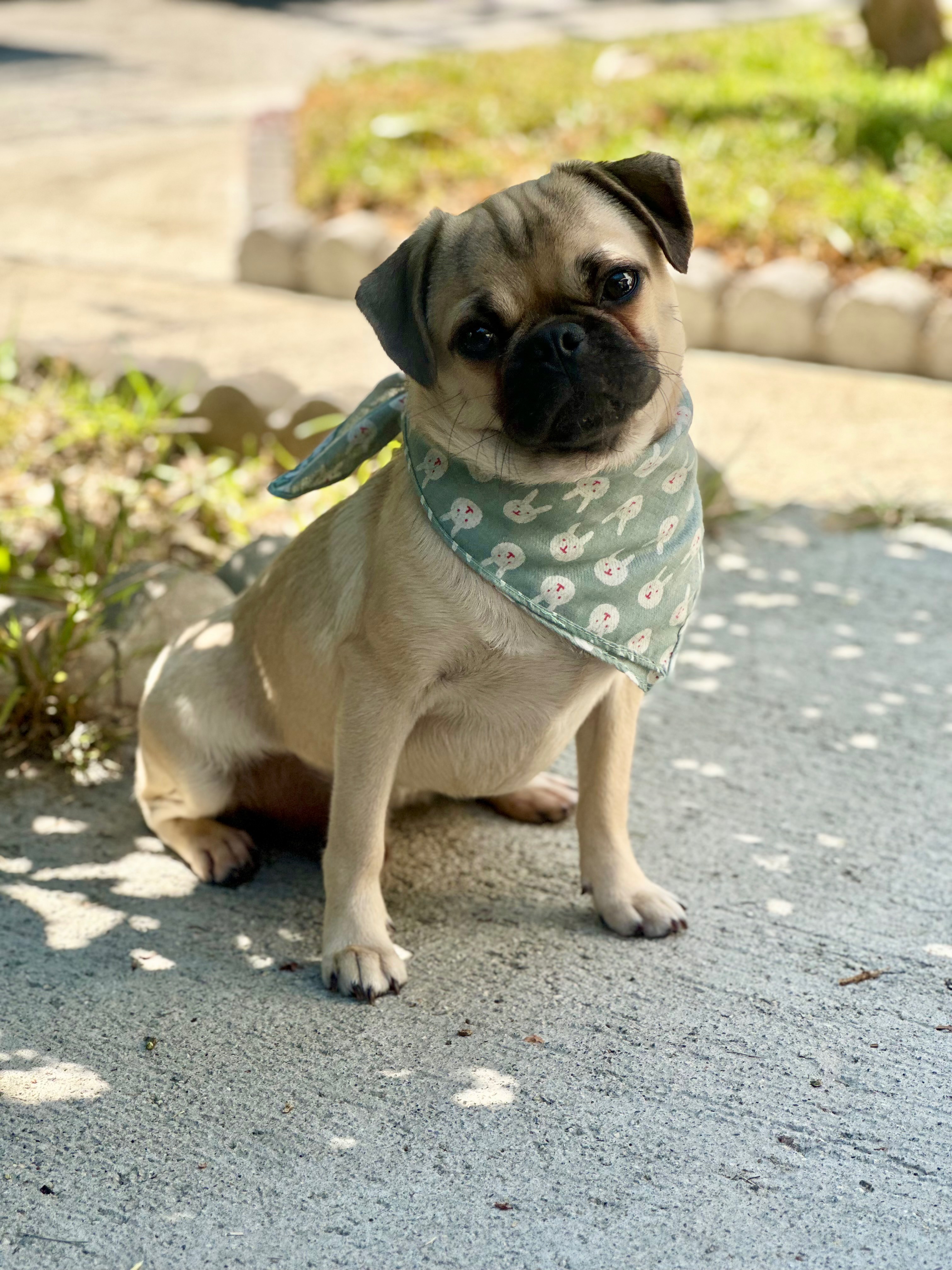 Milo’s Urgent Luxating Patella Surgery campaign photo, 5 of 6