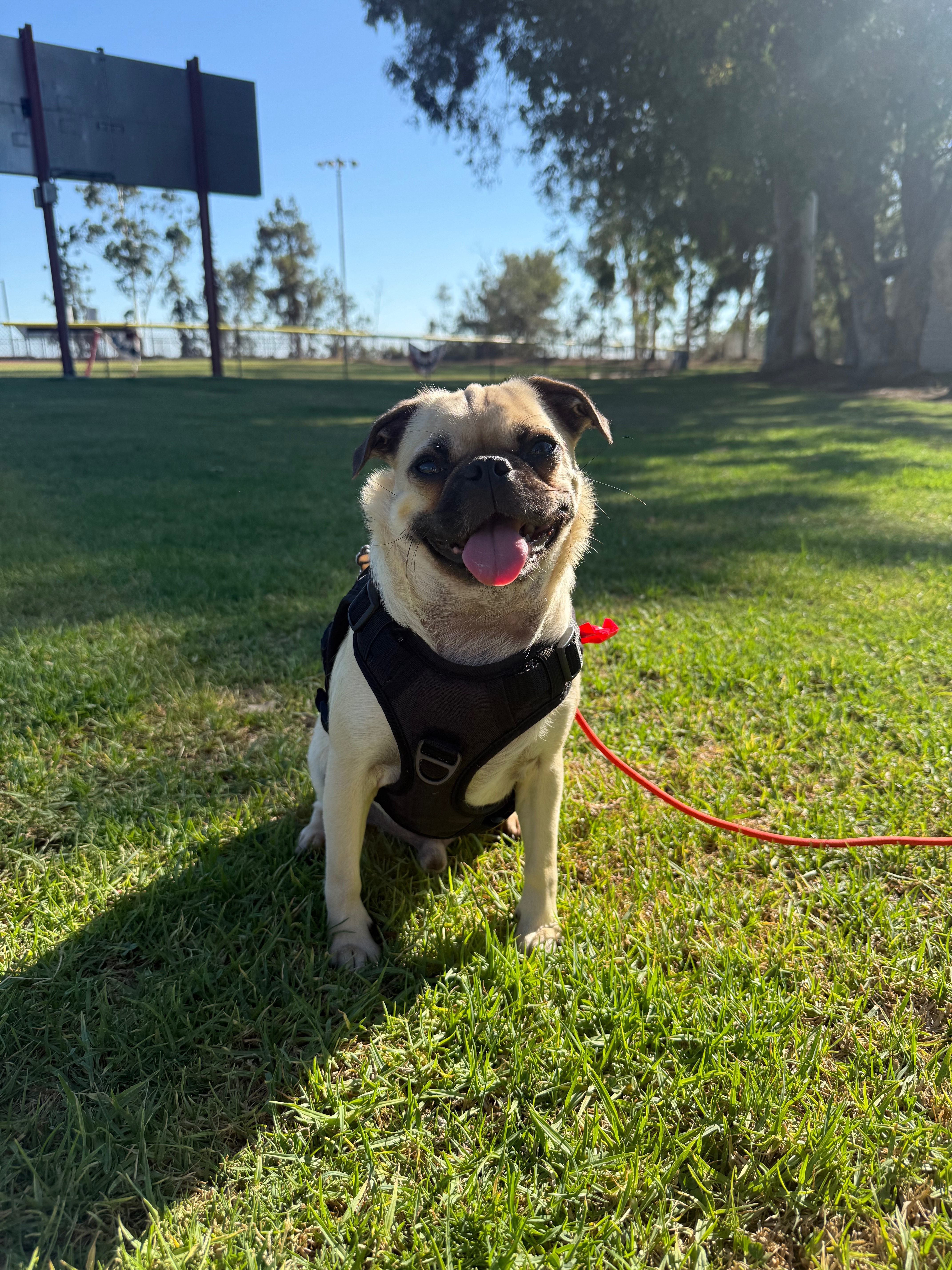 Milo’s Urgent Luxating Patella Surgery campaign photo, 2 of 6