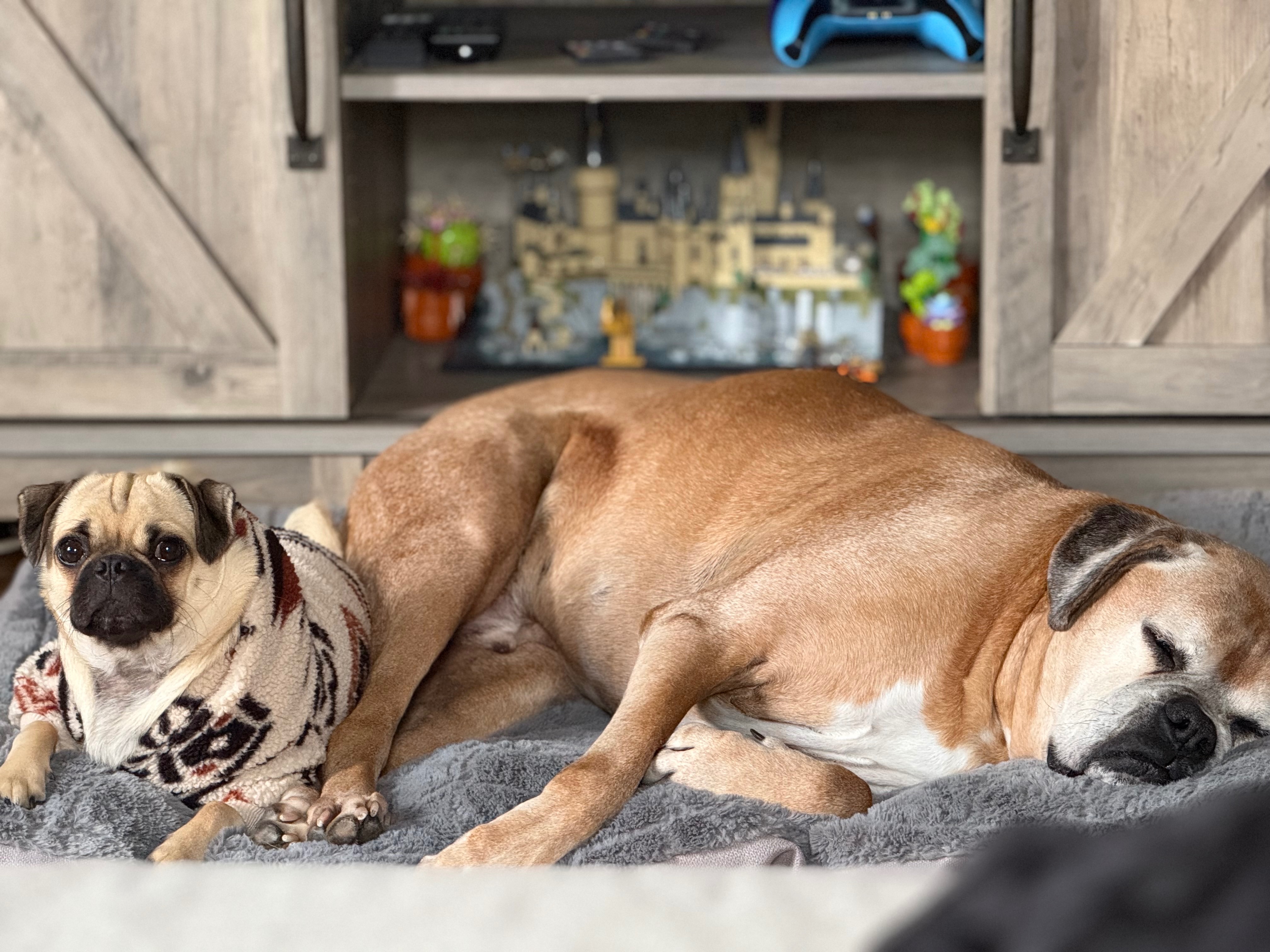 Milo’s Urgent Luxating Patella Surgery campaign photo, 4 of 6