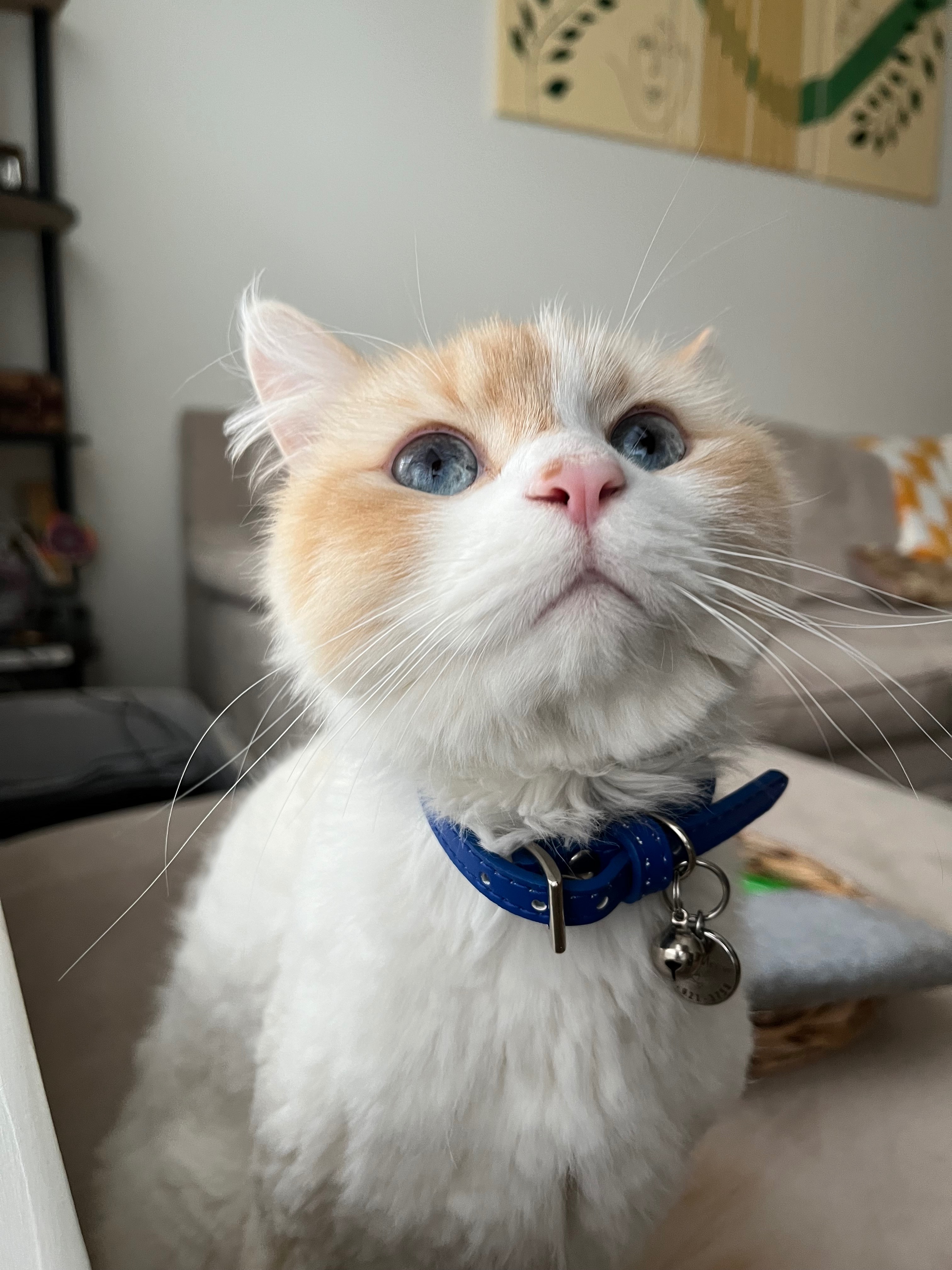 Emergency Surgery for Meowy: Help Needed campaign photo, 7 of 8