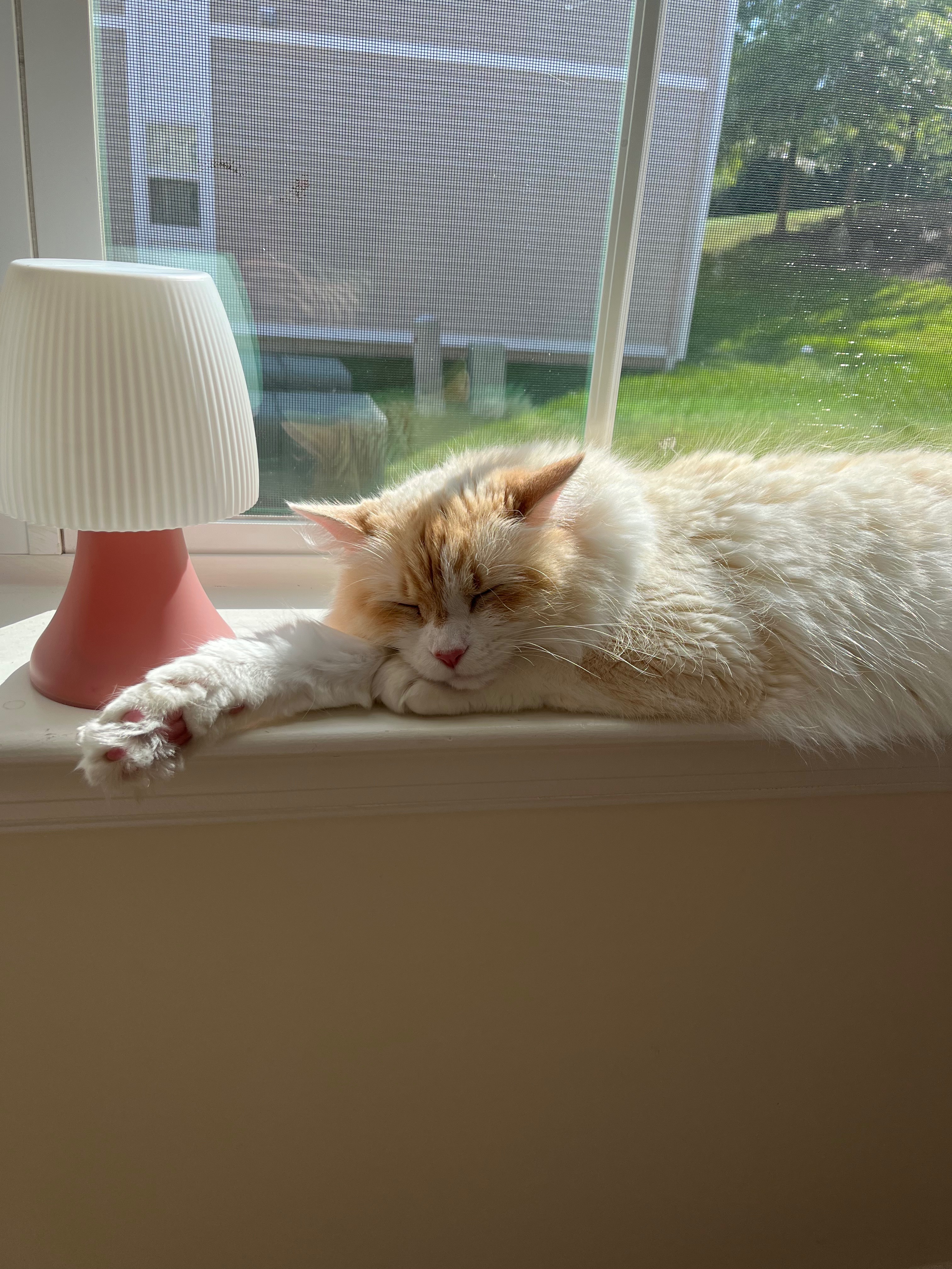 Emergency Surgery for Meowy: Help Needed campaign photo, 2 of 8