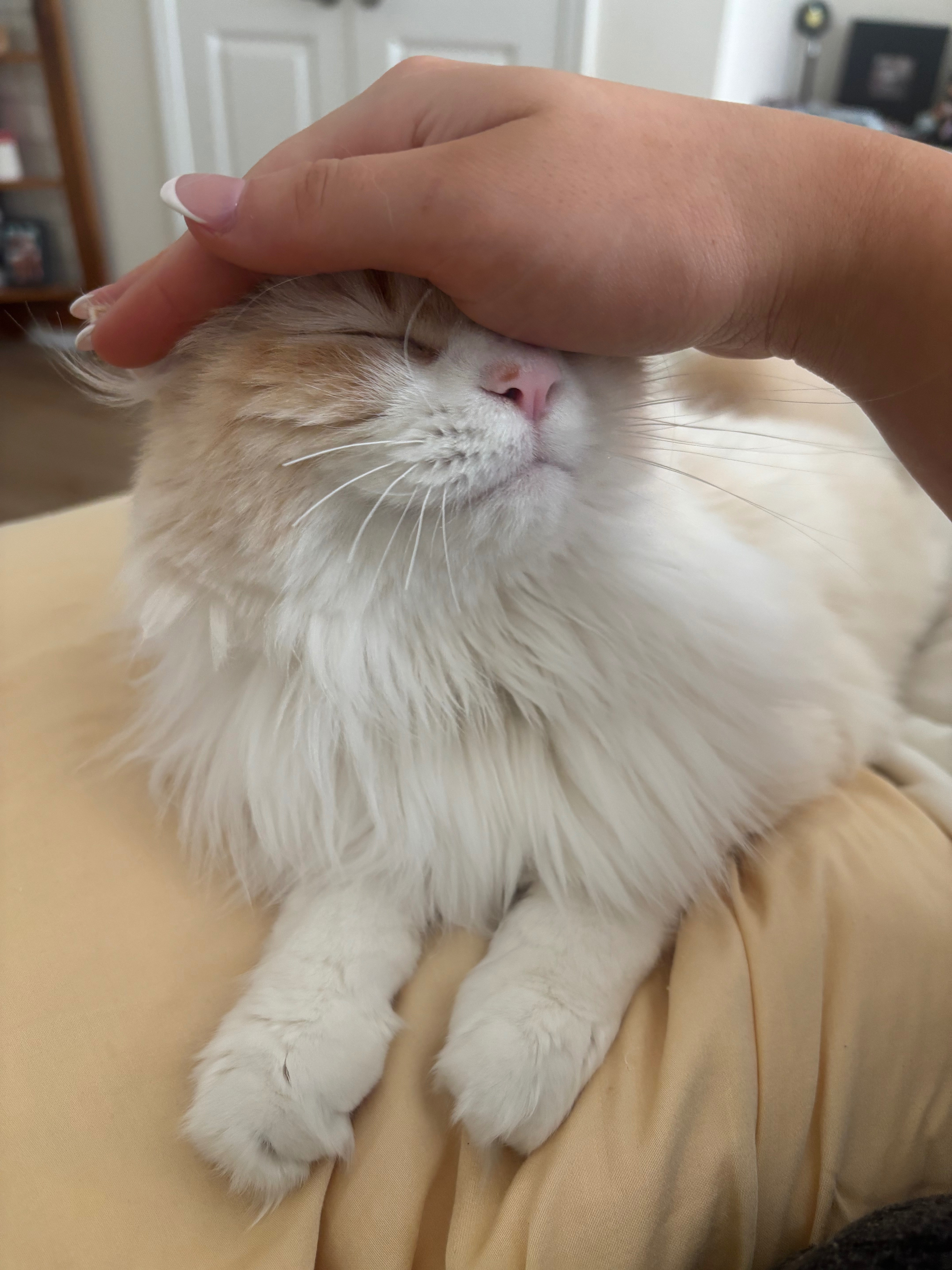Emergency Surgery for Meowy: Help Needed campaign photo, 4 of 8