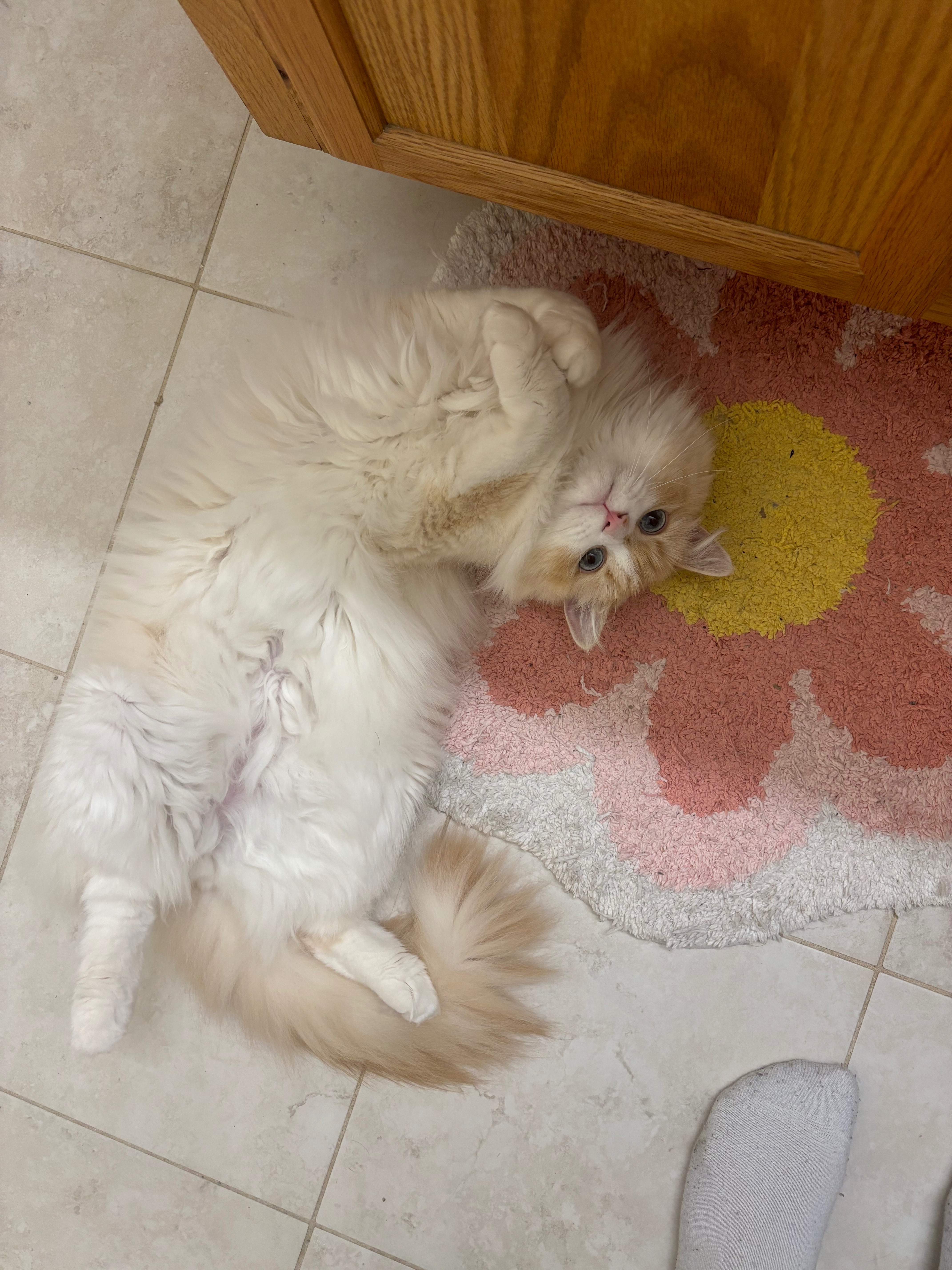 Emergency Surgery for Meowy: Help Needed campaign photo, 5 of 8