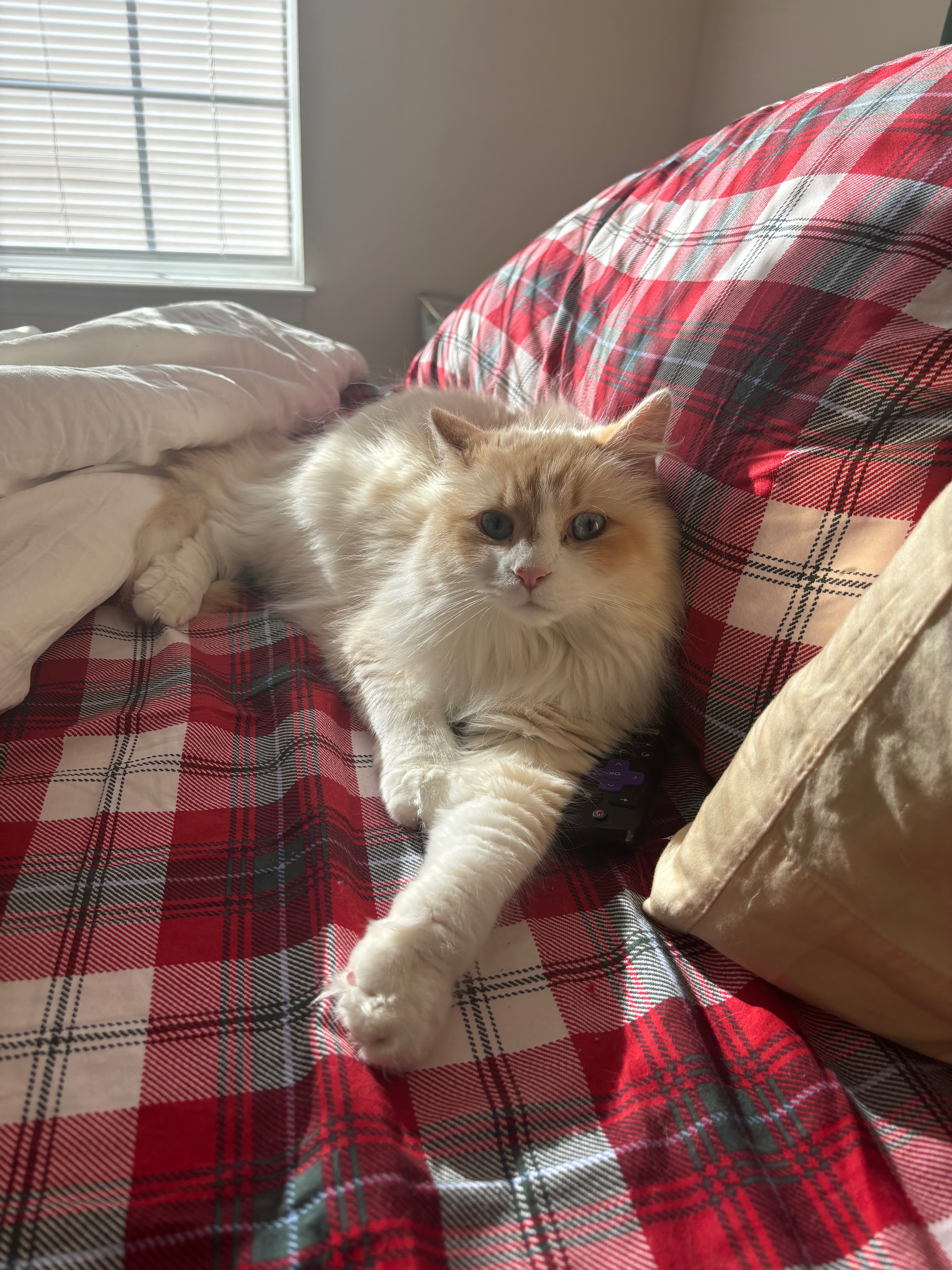 Emergency Surgery for Meowy: Help Needed campaign photo, 6 of 8
