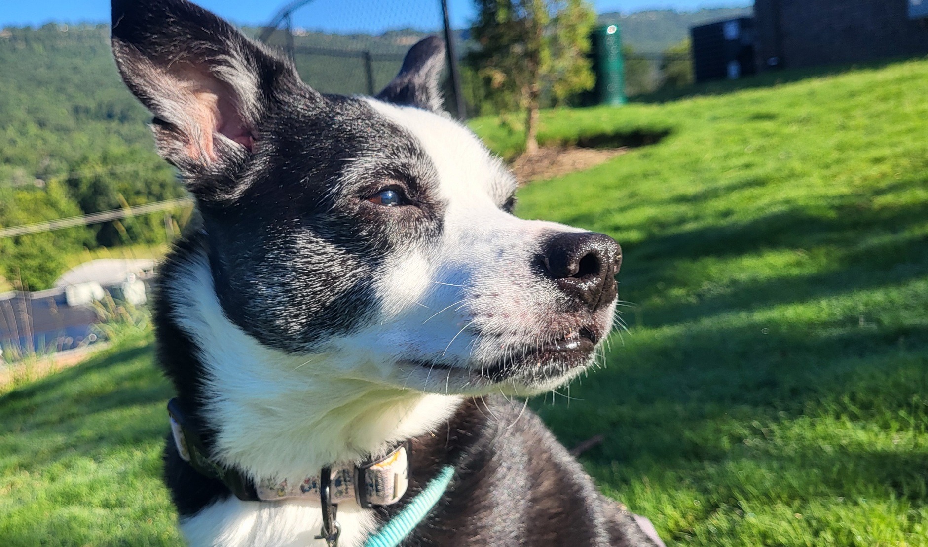 Help Kylo Get the Liver Biopsy and Care He Needs campaign photo, 2 of 5