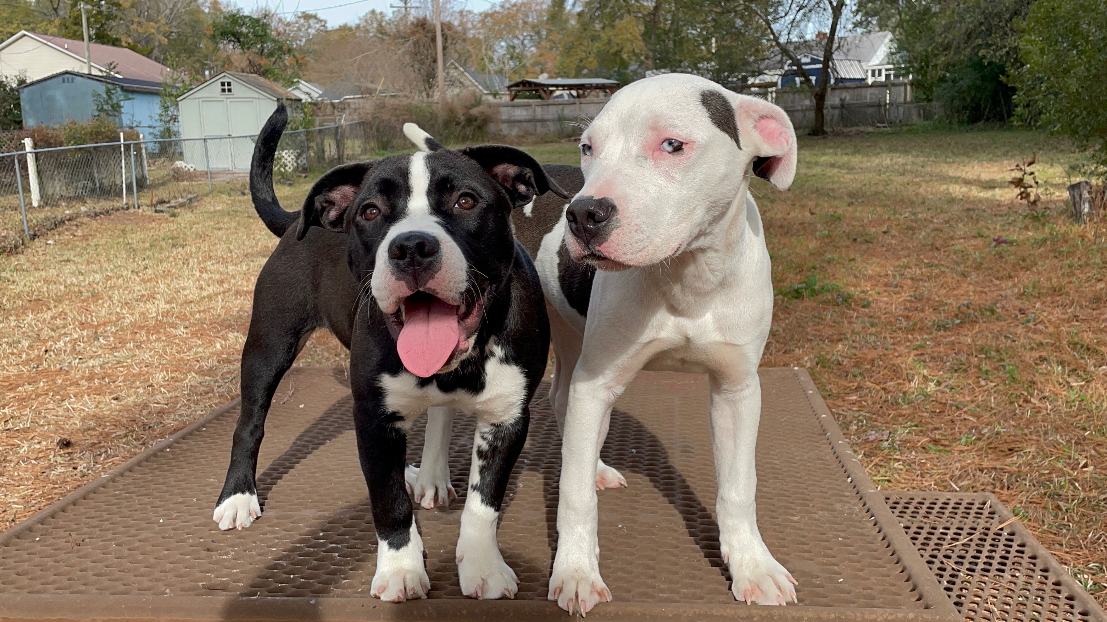 Help Rosie and Her Puppies Thrive campaign photo, 7 of 8